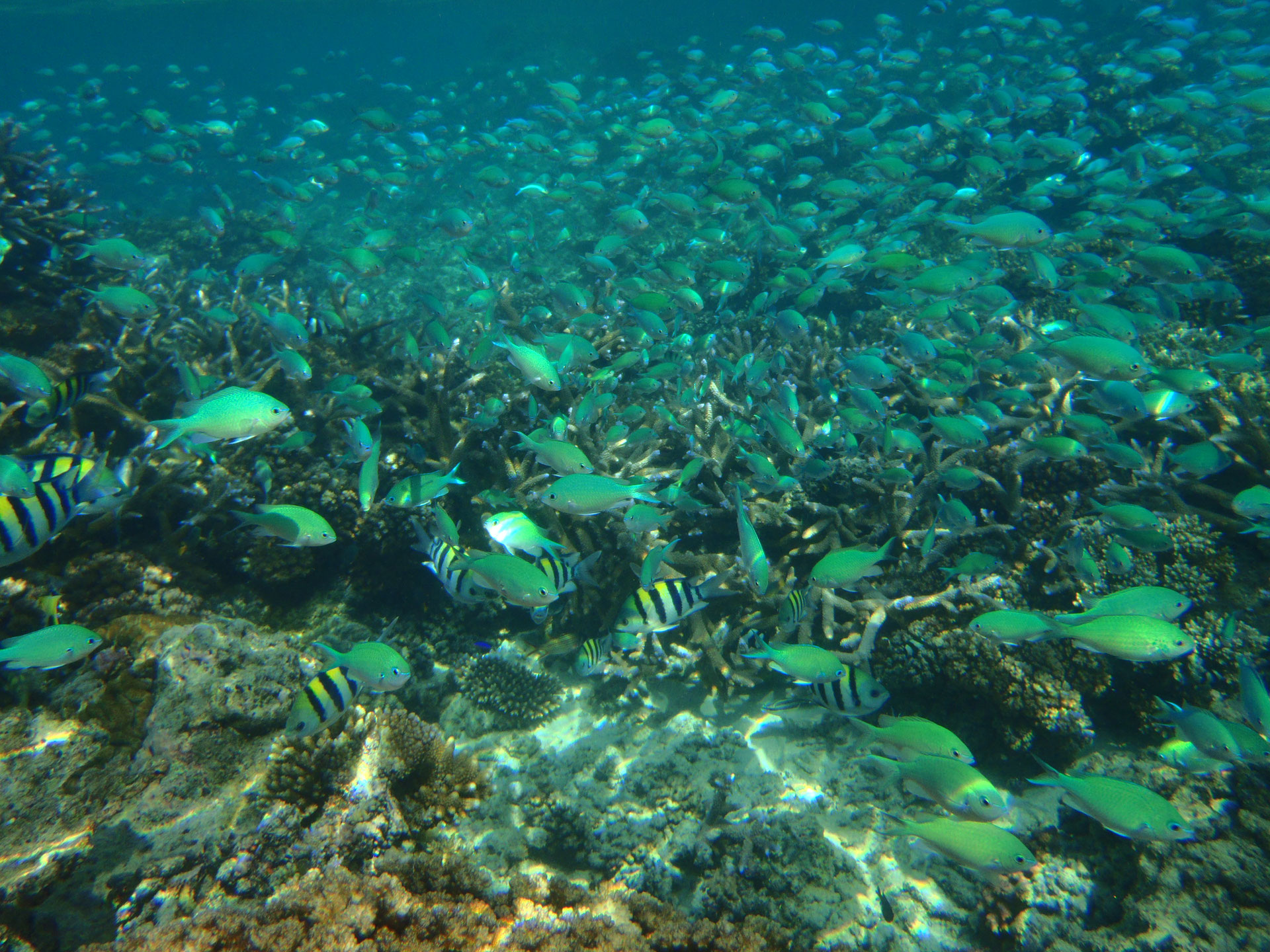 Ocean Conservation -Why and How? - Feathery Travels