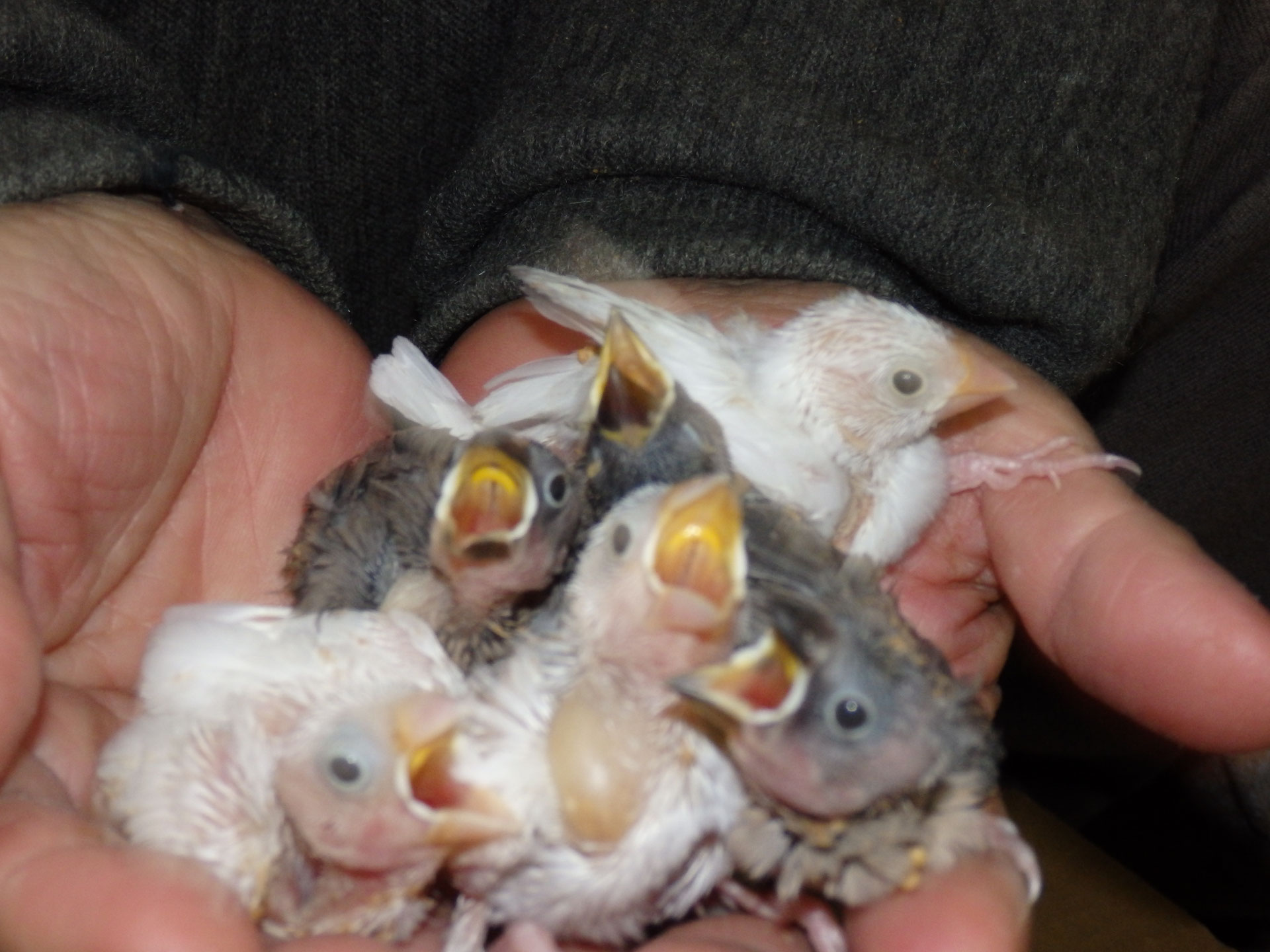 ペットミッキンの最新情報 福岡インコ ペットミッキン ペットミッキンの最新情報 福岡インコ ペットミッキン