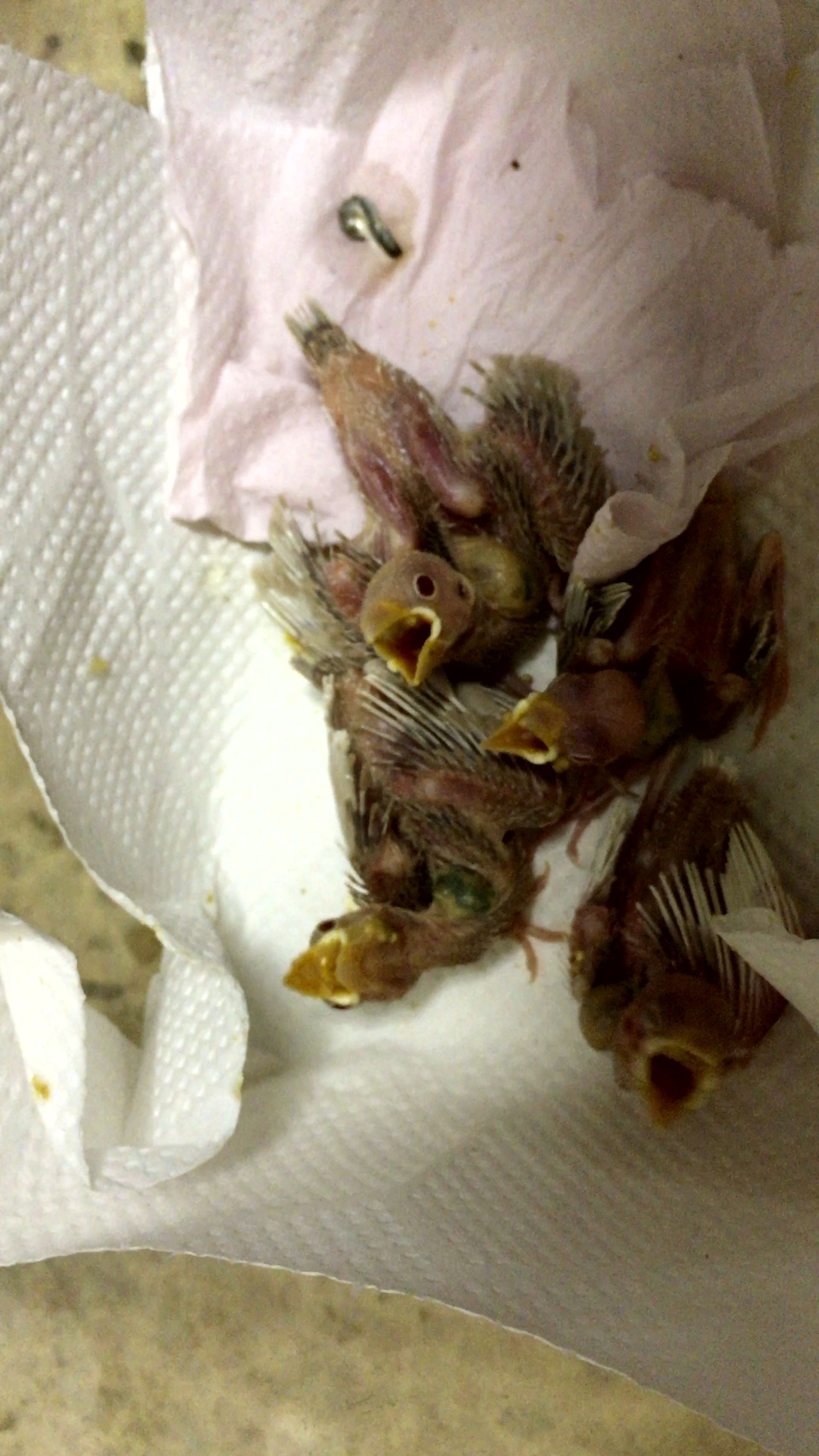 手乗りクリーム文鳥と白文鳥のヒナが仲間入りしました 福岡インコ ペットミッキン