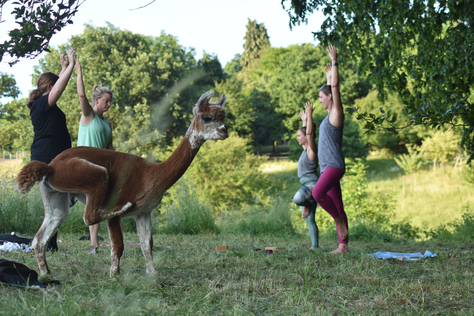 Yoga zwischen Alpakas Alpakahof Leichlingen