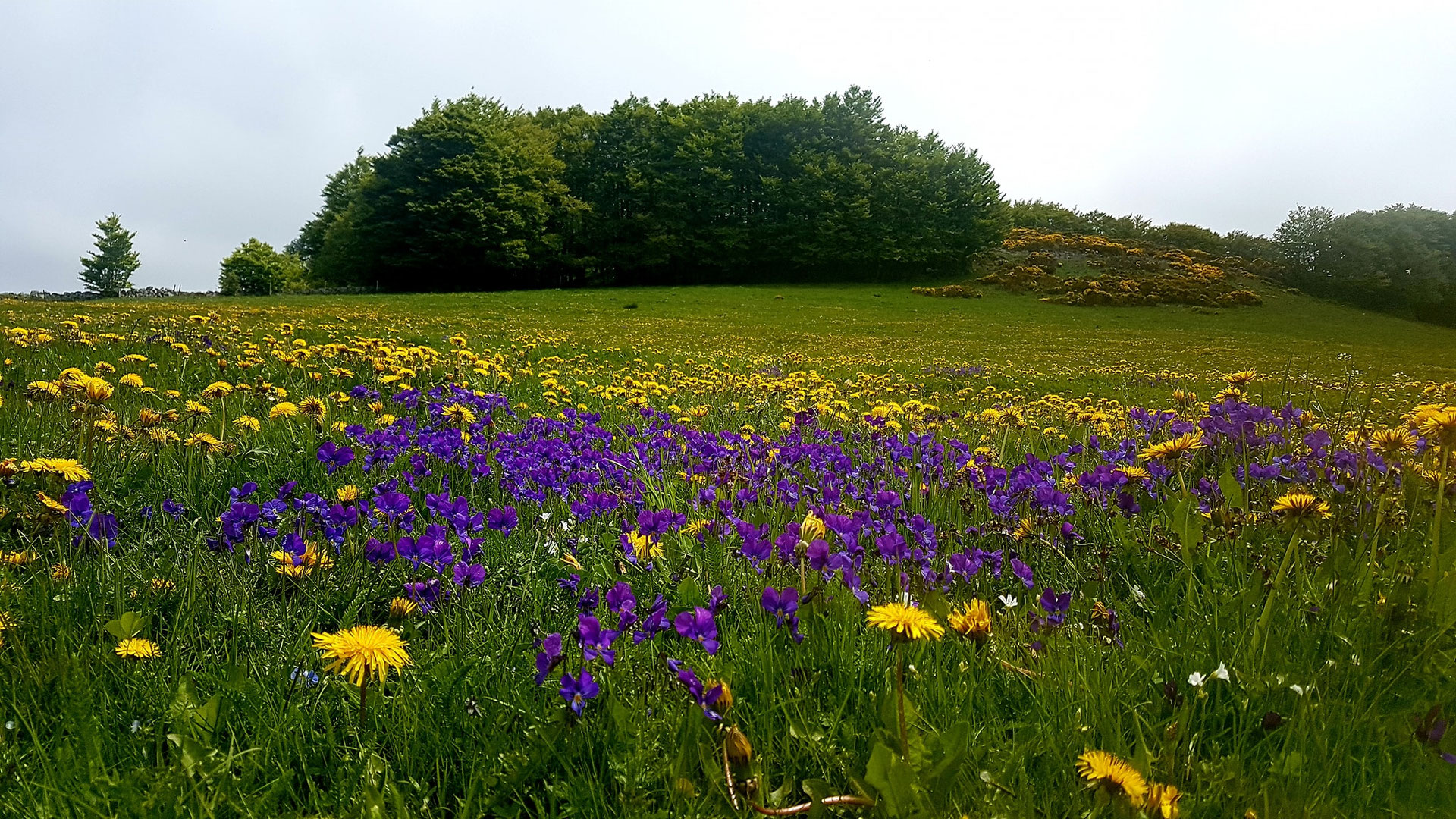 Foire des Violettes Mairie de SainteEulalie Ardèche