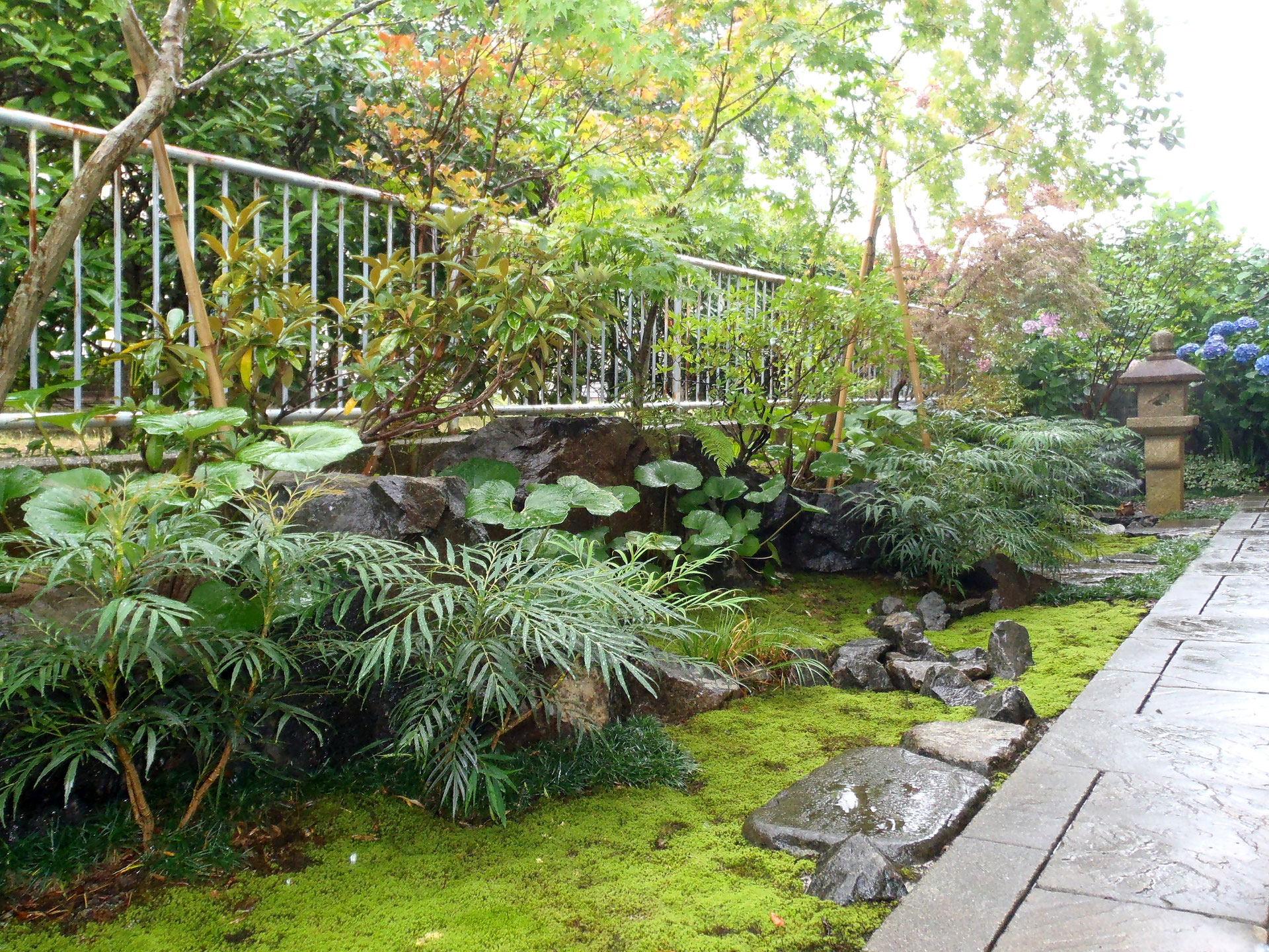 横浜港北の庭（M邸） - 庭咲桜（にわざくら）niwazakura garden design