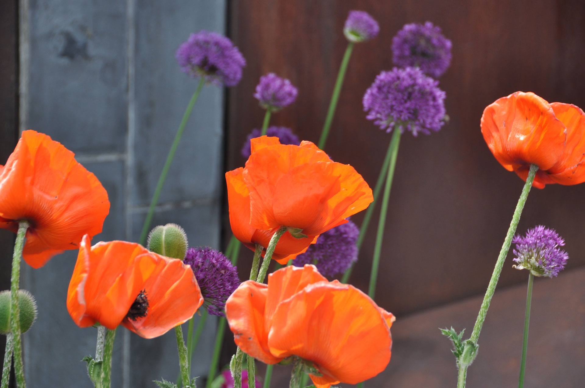 Rouge et violet sarah fetz architecte paysagiste basée à annecy en