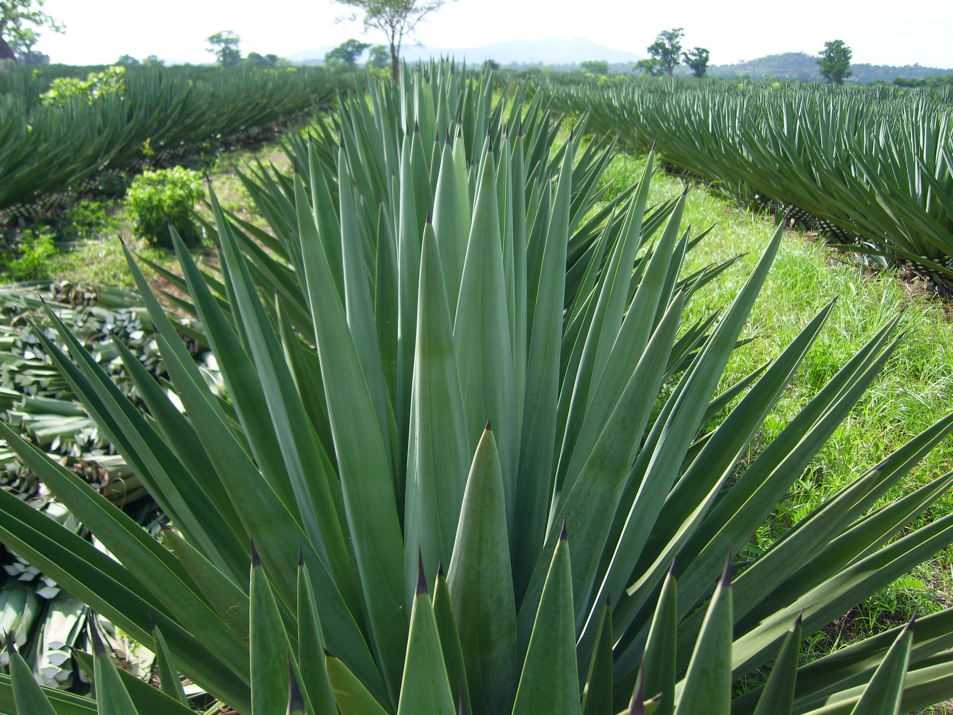 Sisal naturfaserverbands seite!