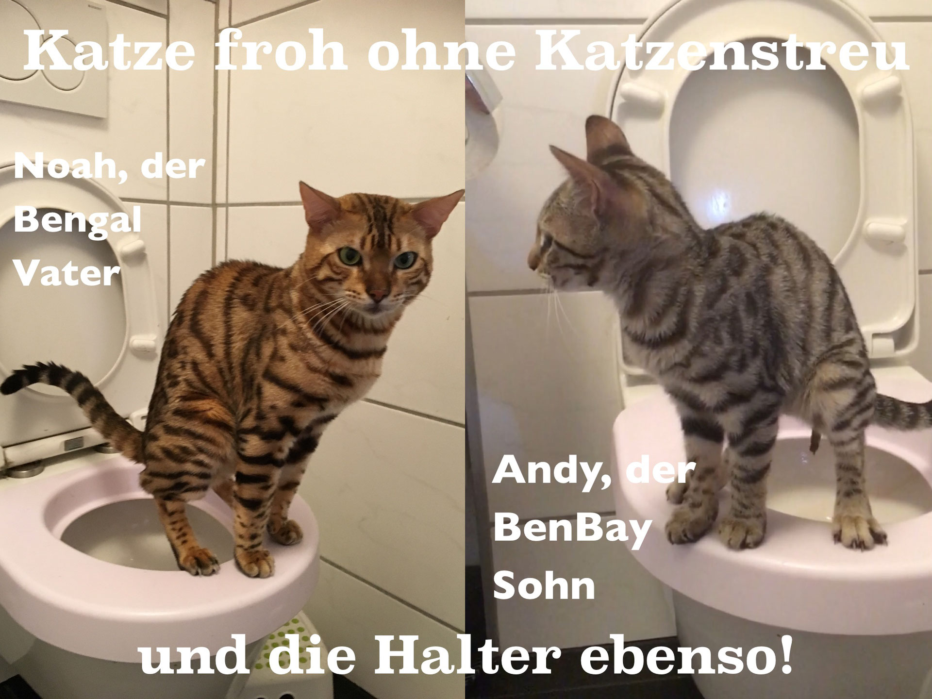 katze will aufs menschenklo samtpfoten fur die seele