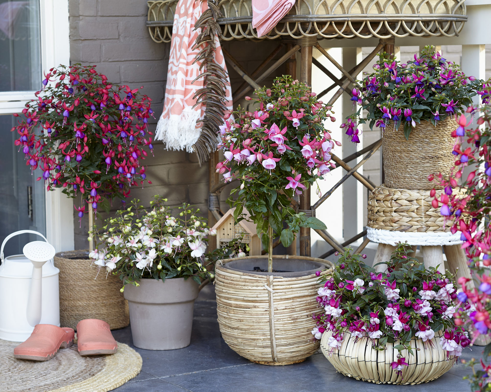 Fuchsia welkom op de website van c&m kester! Hang fuchsia overwinteren