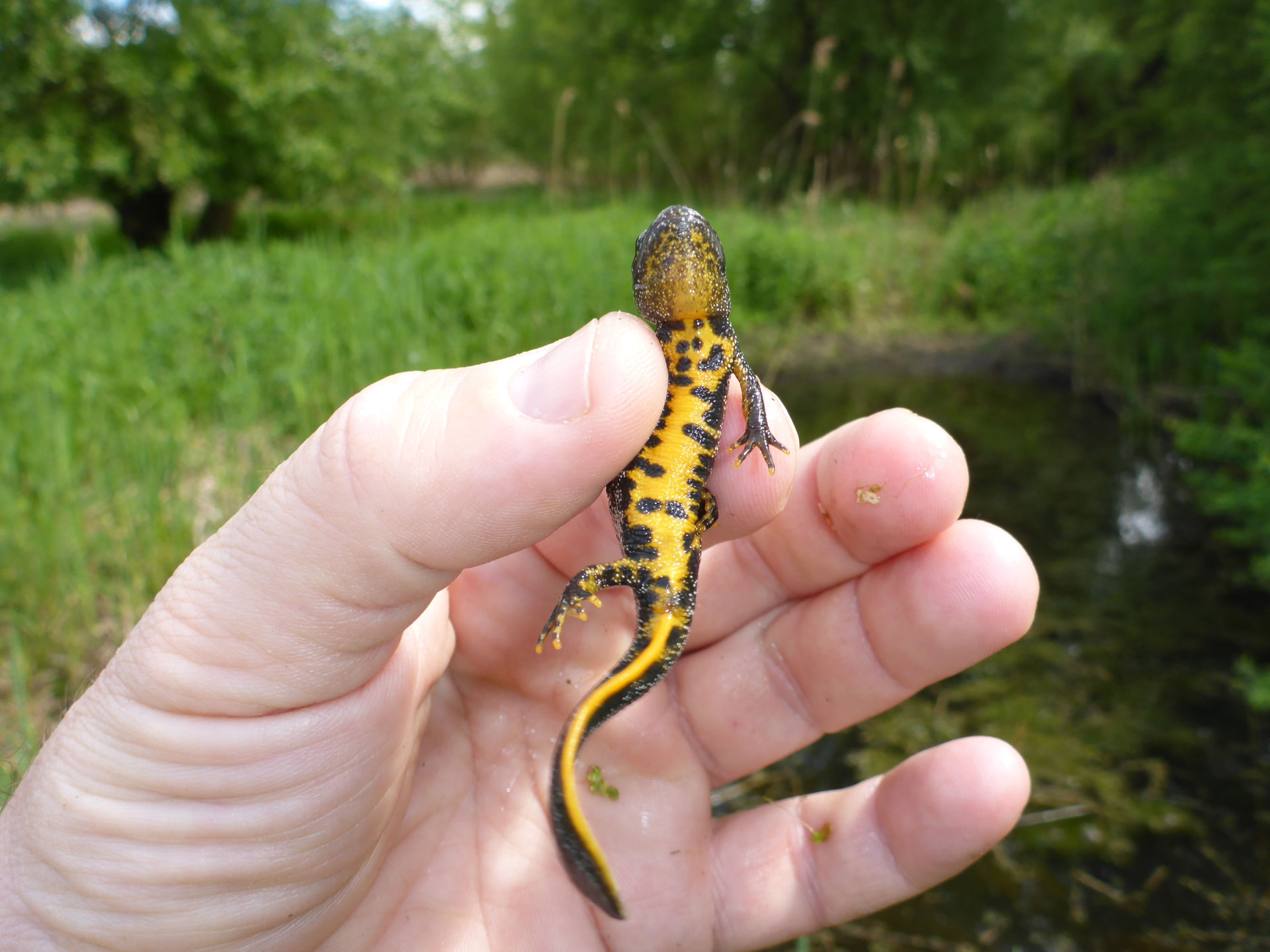 Amphibien Mensch, Umweltschutz, Natur und Artenschutz
