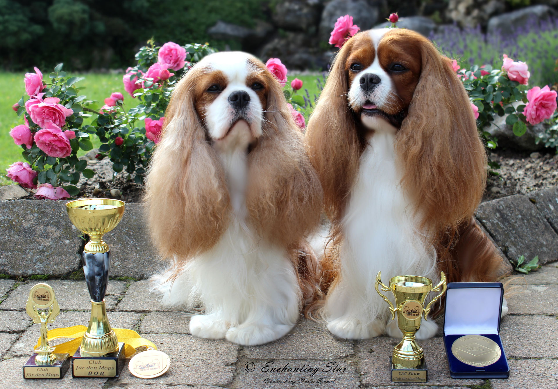 EN - ENCHANTING STAR Cavalier King Charles Spaniel EN - ENCHANTING STAR Cavalier King Charles Spaniel