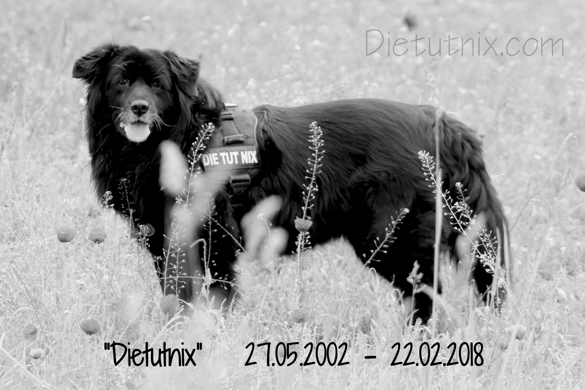 Hunde