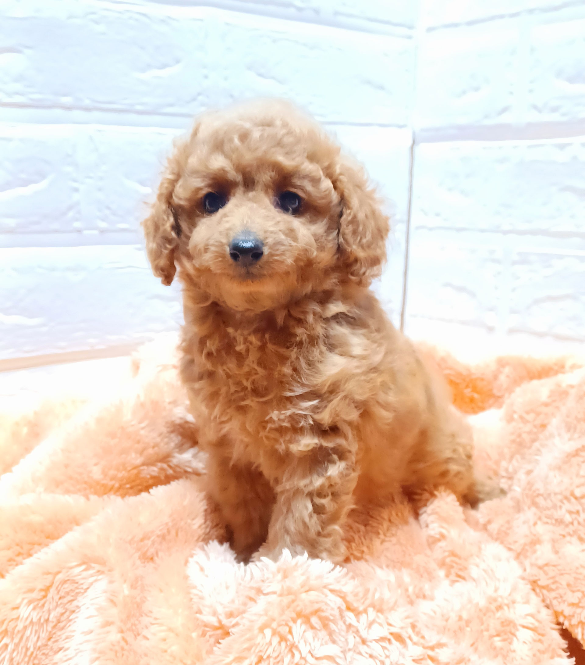 ローゼンタール ROSENTHAL プードル 豪華な犬のフィギュリン L A1】即決 ローゼンタール ROSENTHAL プードル 豪華な犬の