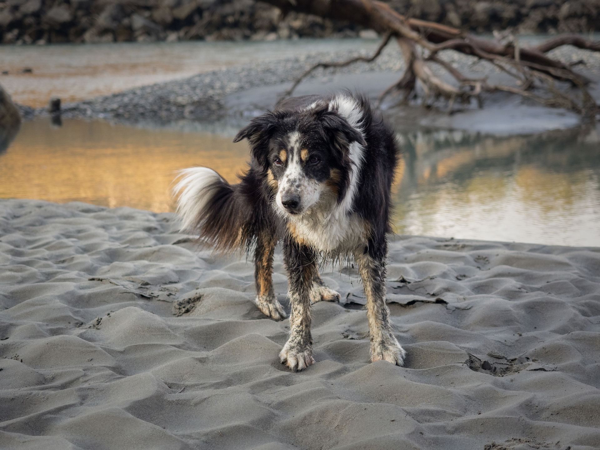 Wenn der alte Hund taub wird, Teil 4 - luzias farm