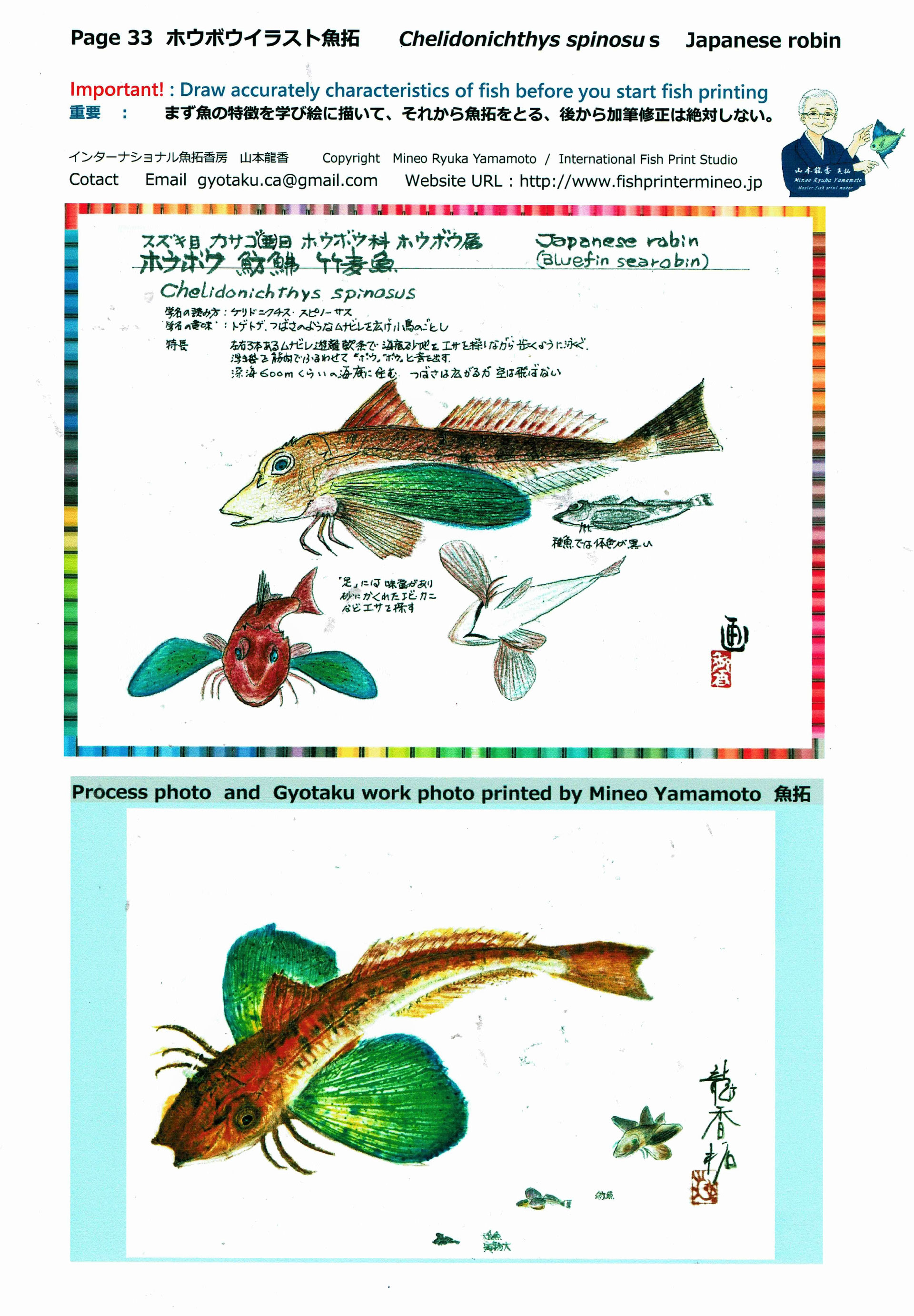 魚類の精密イラストとカラー魚拓図鑑出版準備のためのイラスト画 Fishprintermineo ページ