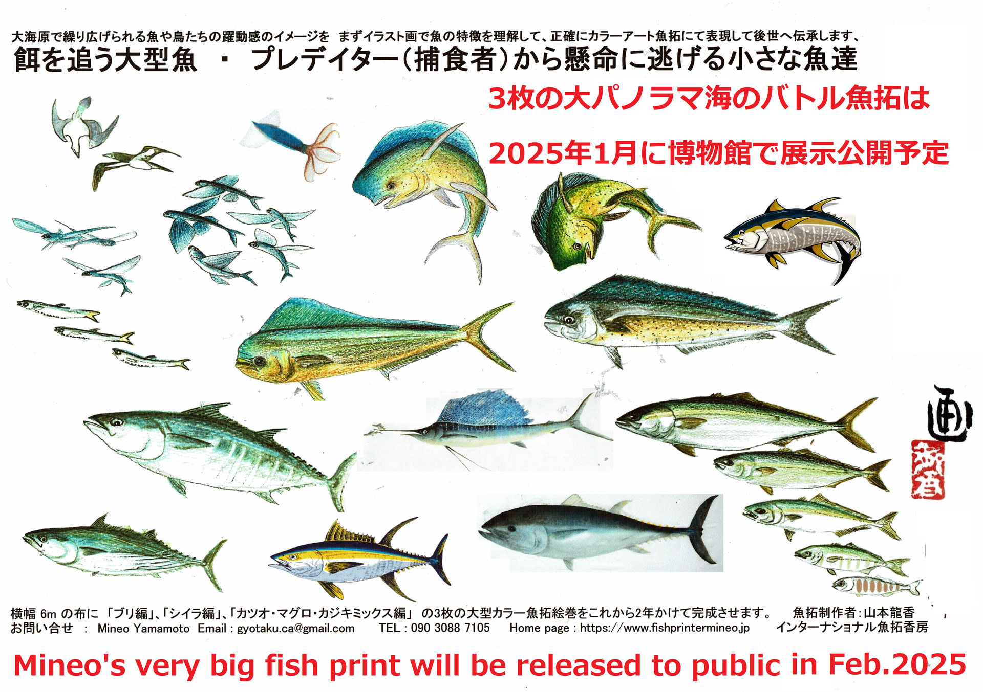魚類の精密イラストとカラー魚拓図鑑出版準備のためのイラスト画 Fishprintermineo ページ