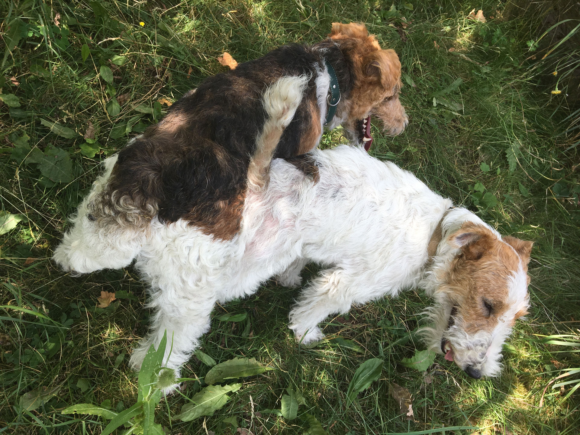 C-Wurf - foxterrier-siebenquellens Webseite!
