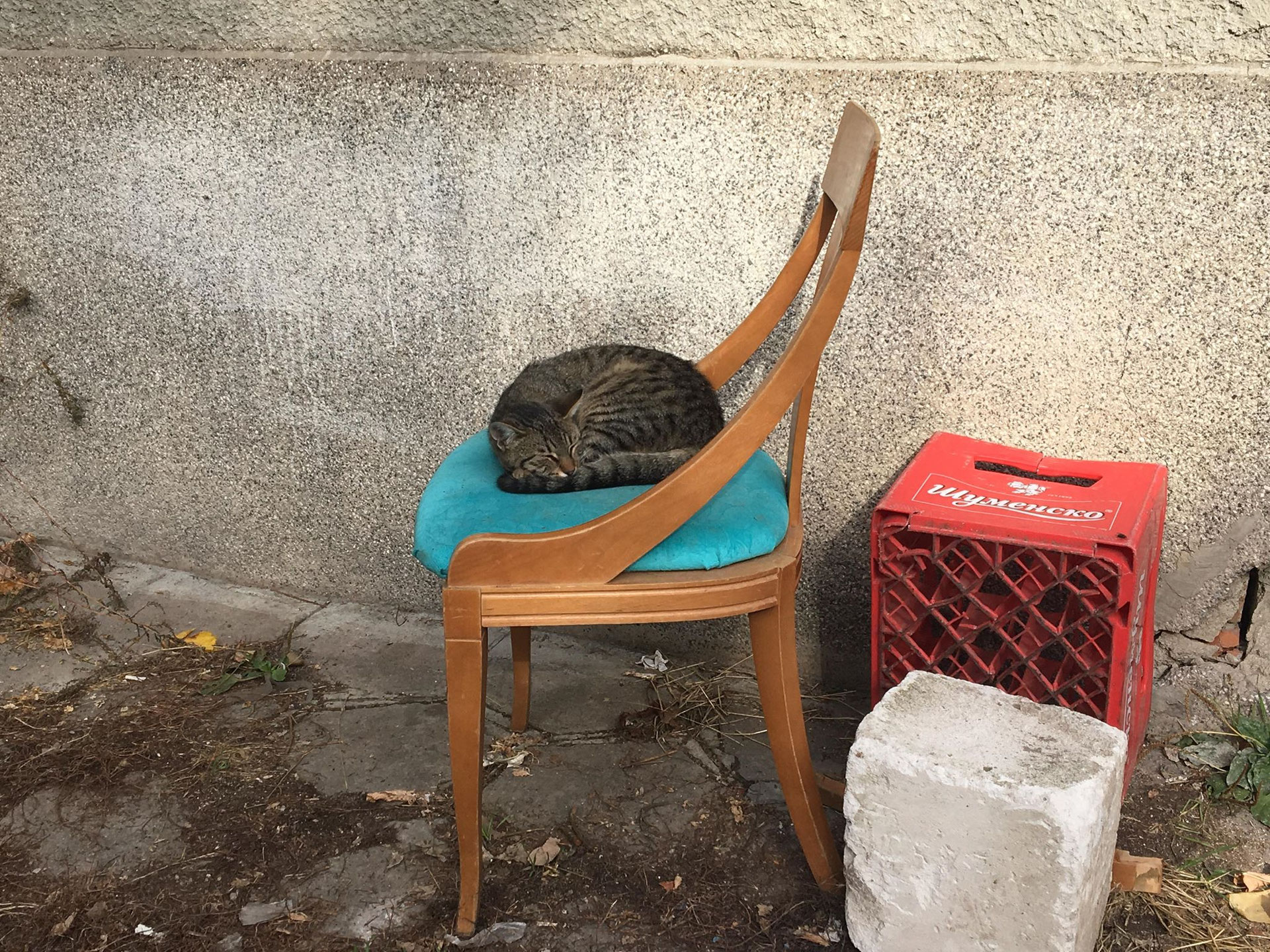 Katzen suchen ein Zuhause - katzenhilfe-hoffnung