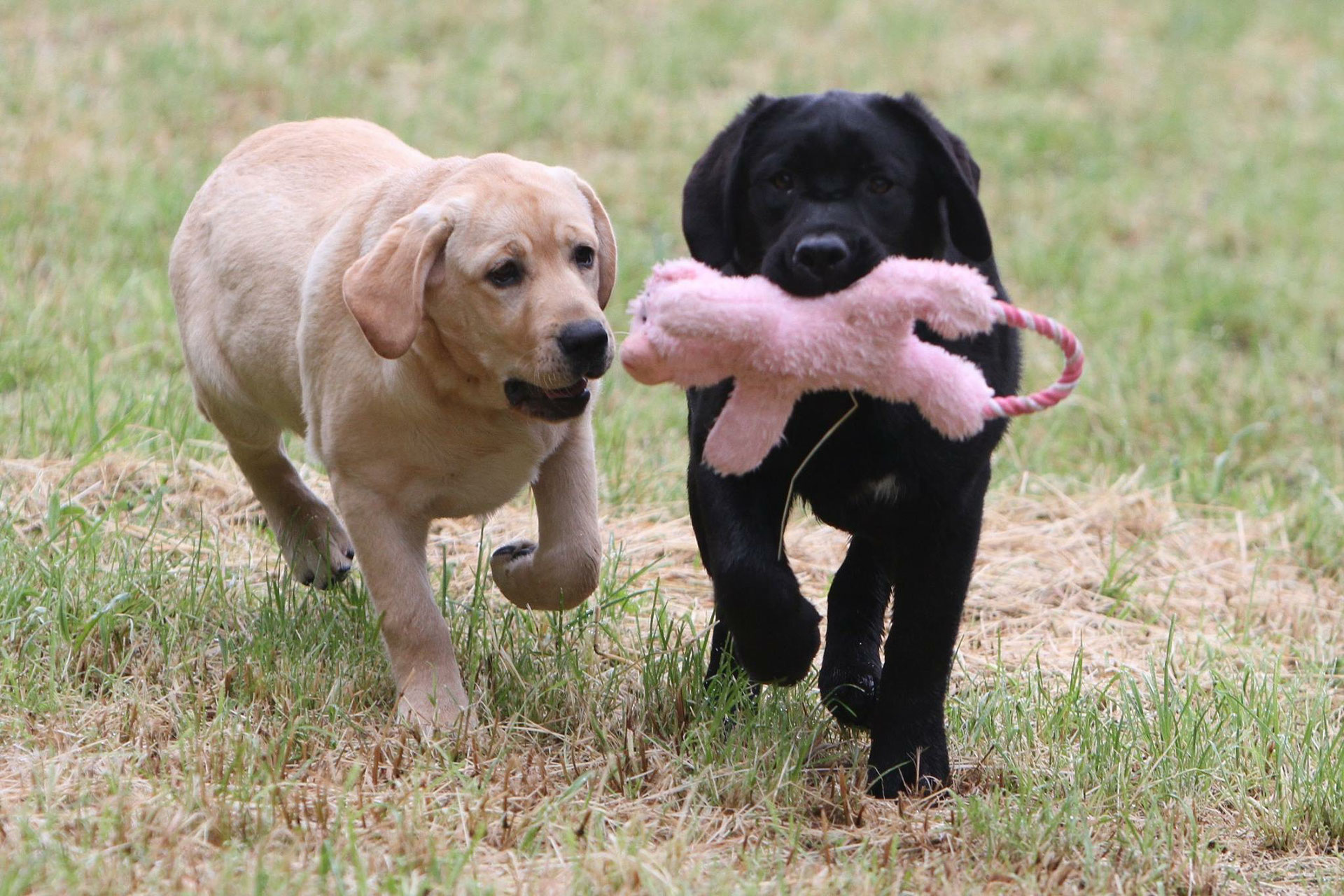 Der Labrador Retriever ist eine von der FCI anerkannte britische