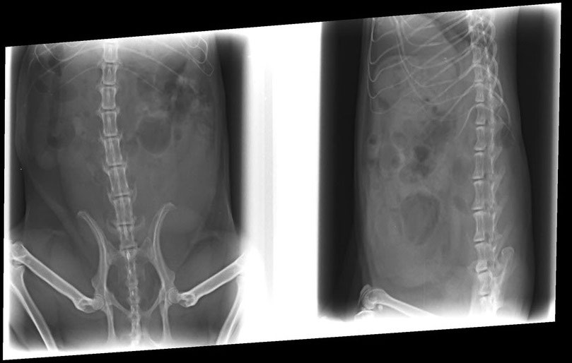 Gebärmutterentzündung - Chinchilla-Scientia.com