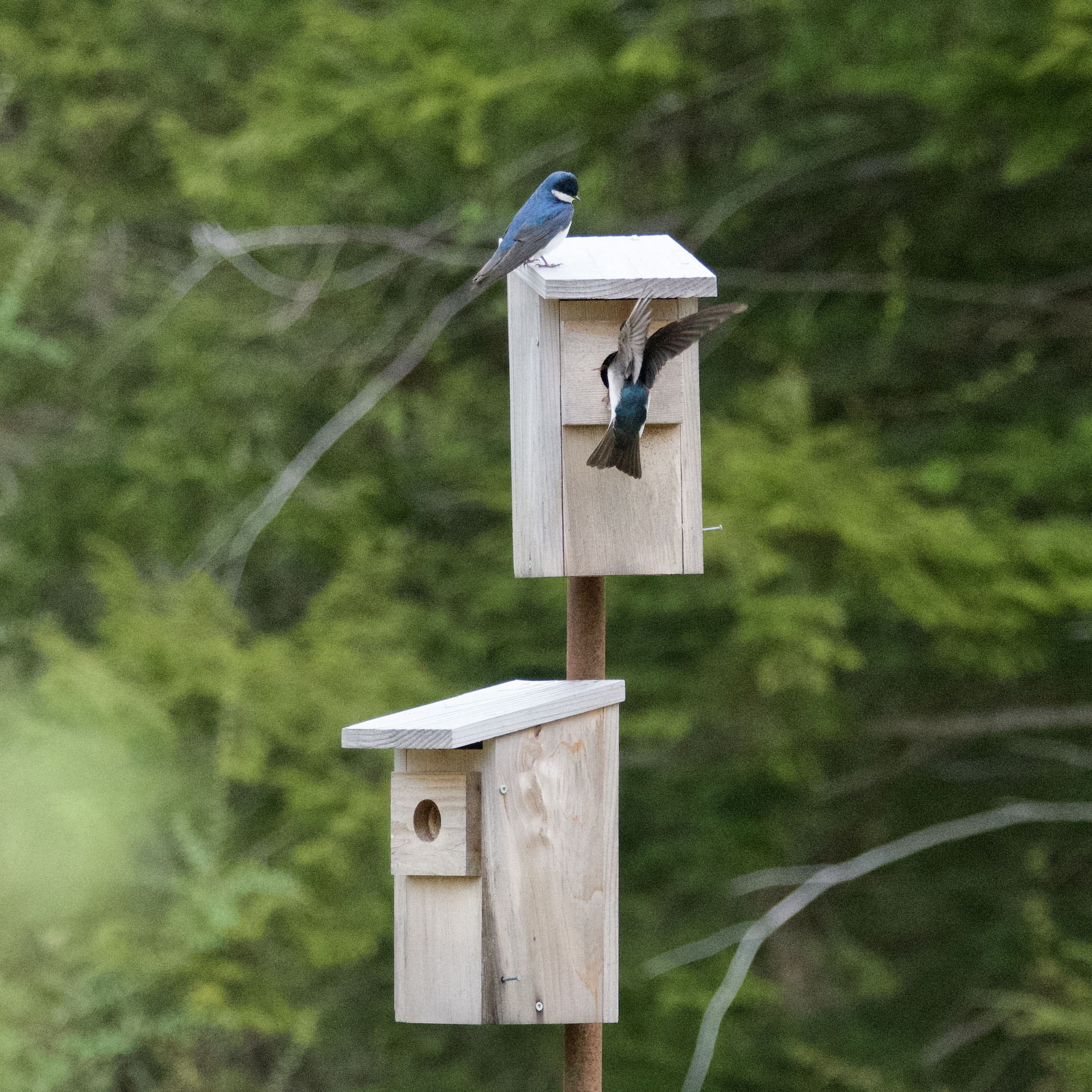 Life on Distant Hill Blog Bluebird vs Tree Swallow Distant Hill Gardens and Nature Trail