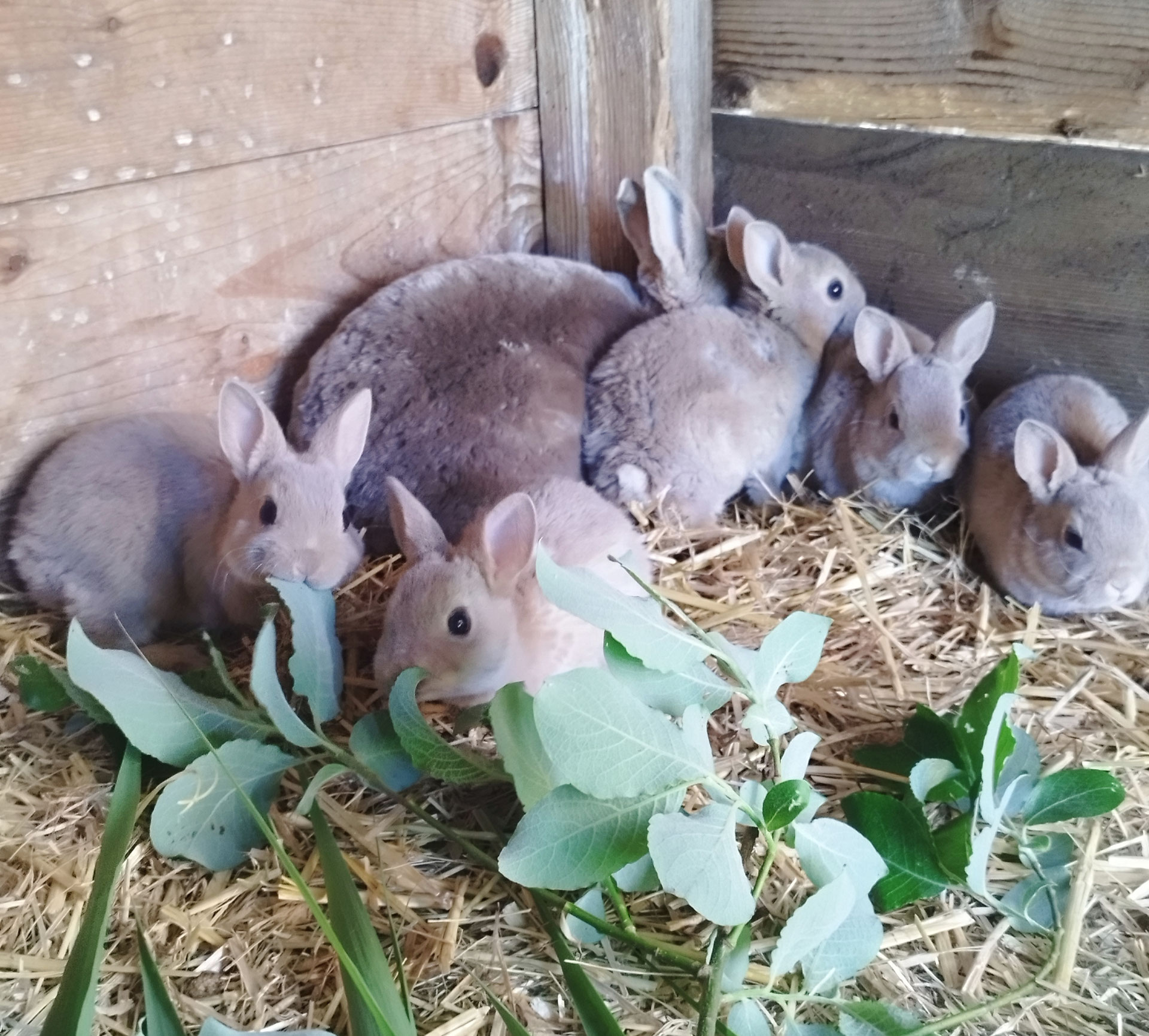 kaninchenzucht hamsterzucht hörnchen - andreas-hobbyzuchts Webseite!