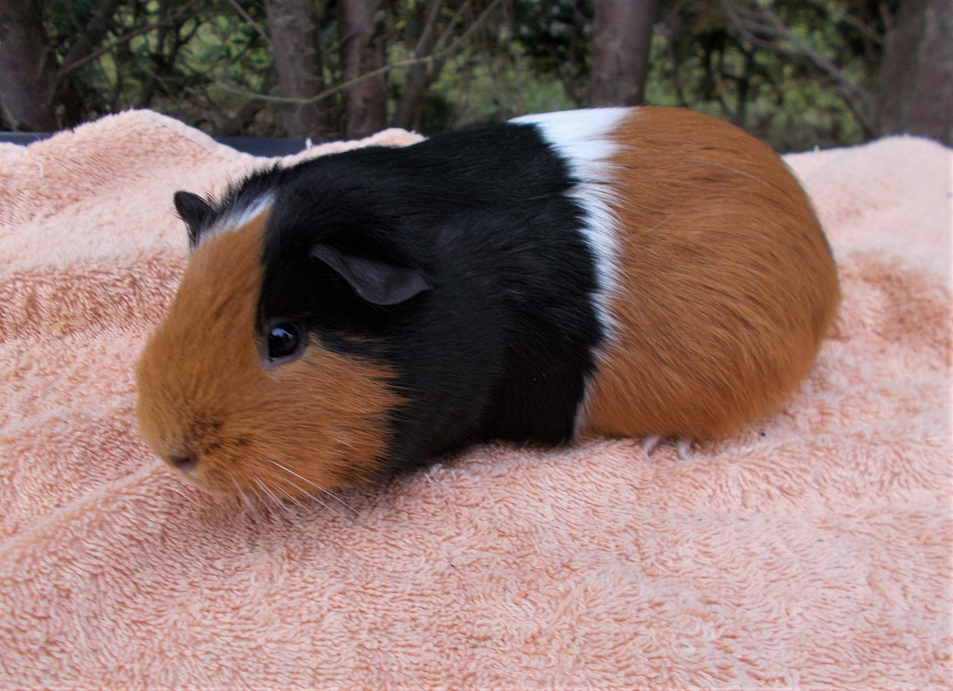 Meerschweinchen von den Altstrelitzer-Schnuten - andreas-hobbyzuchts
