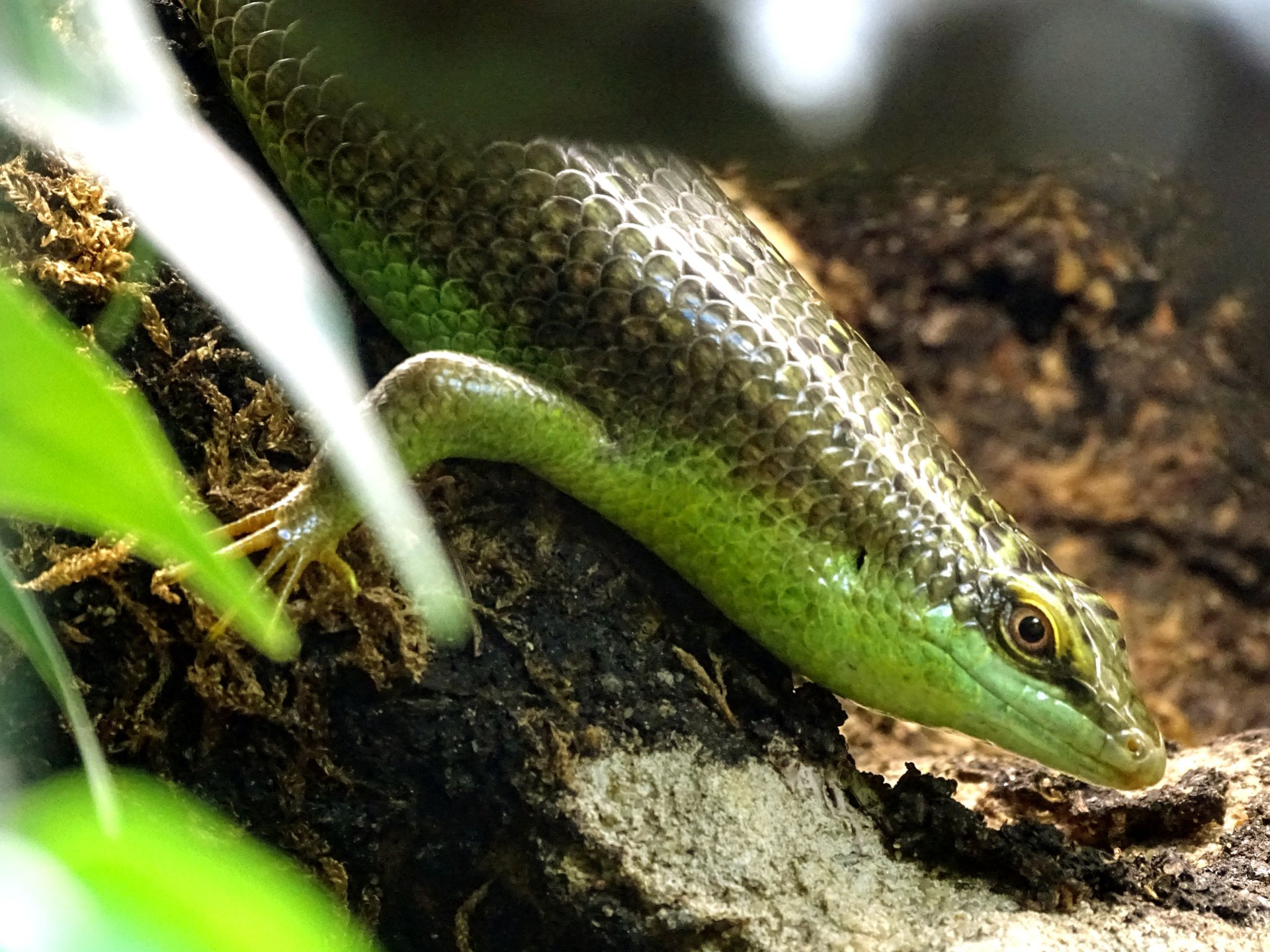 Dasia olivacea (Olivfarbener Baumskink) GRAY, 1839 kaleidoskopder