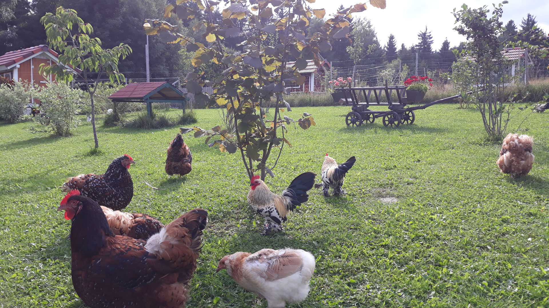 Hof-Zuchtanlage - Wald4tler-Hochlandfarm Familie Brunner
