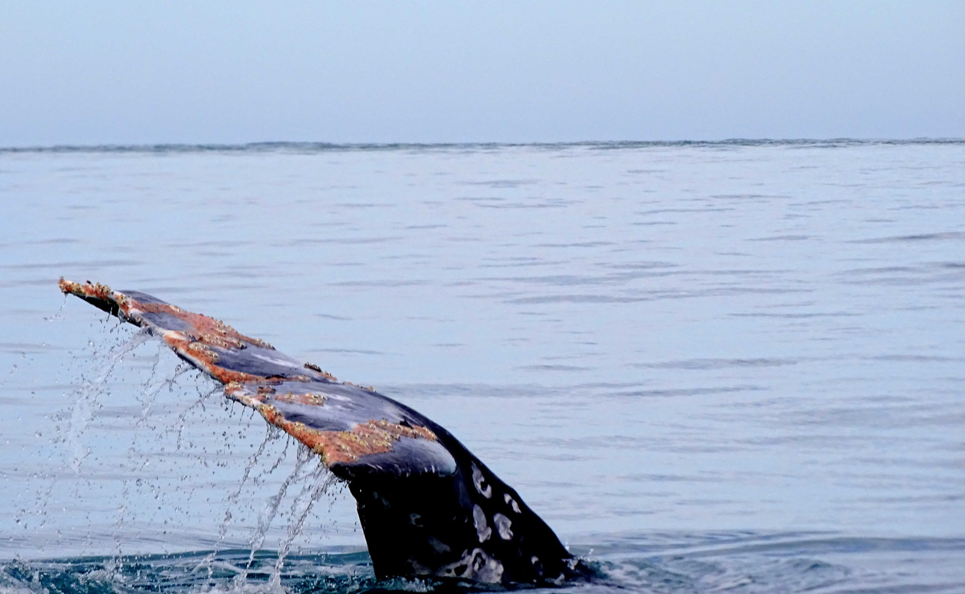 LA BALEINE GRISE Site de anchoraia