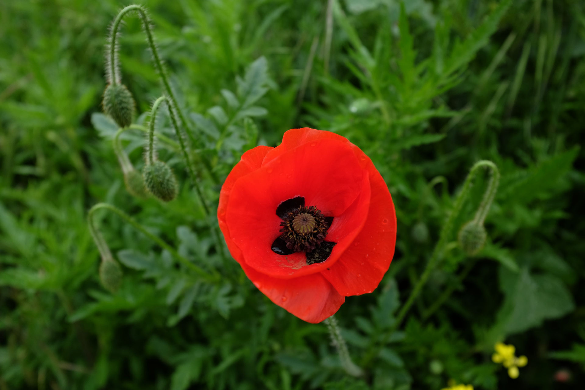 Le coquelicot store