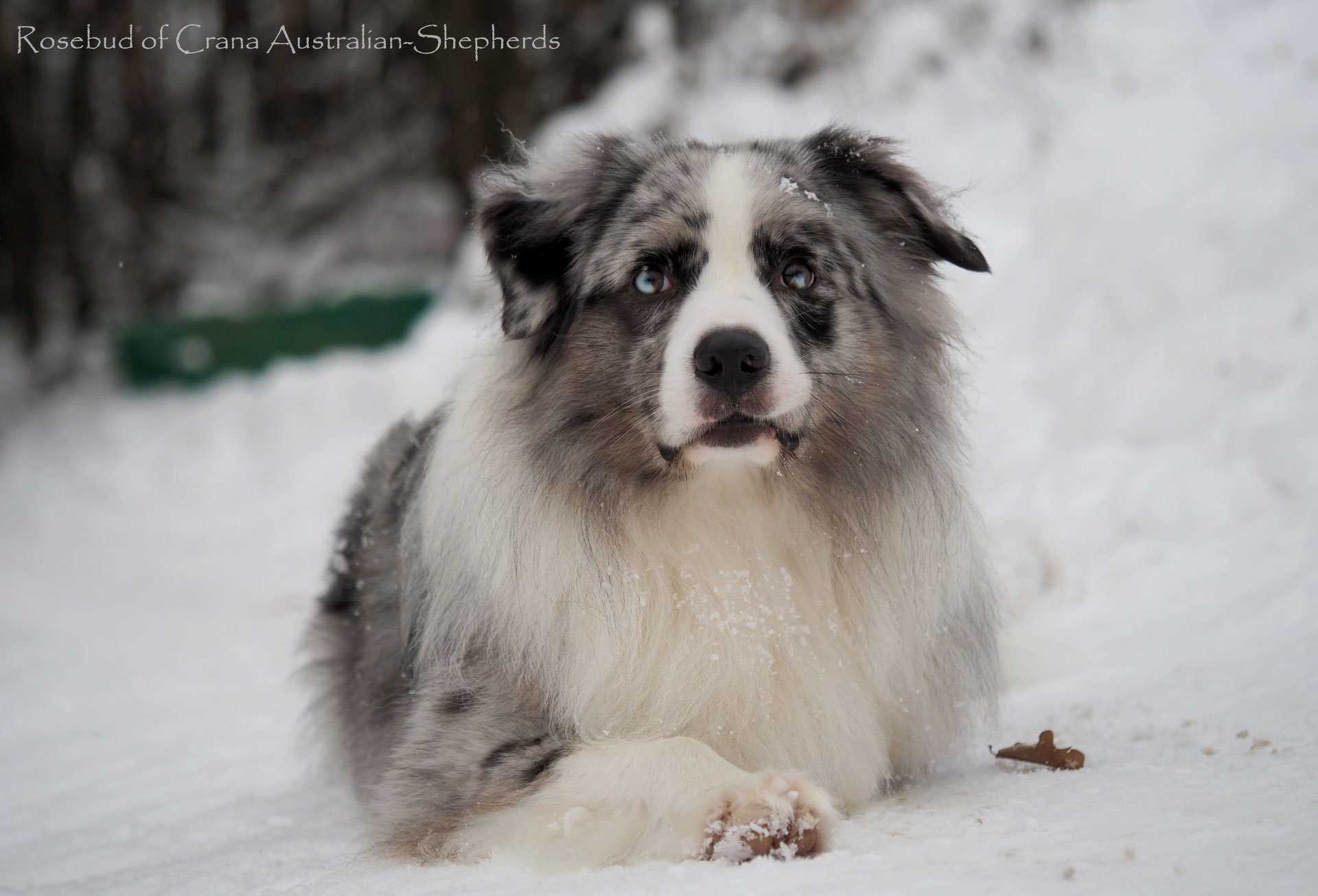 Australian shepherd teddy sales
