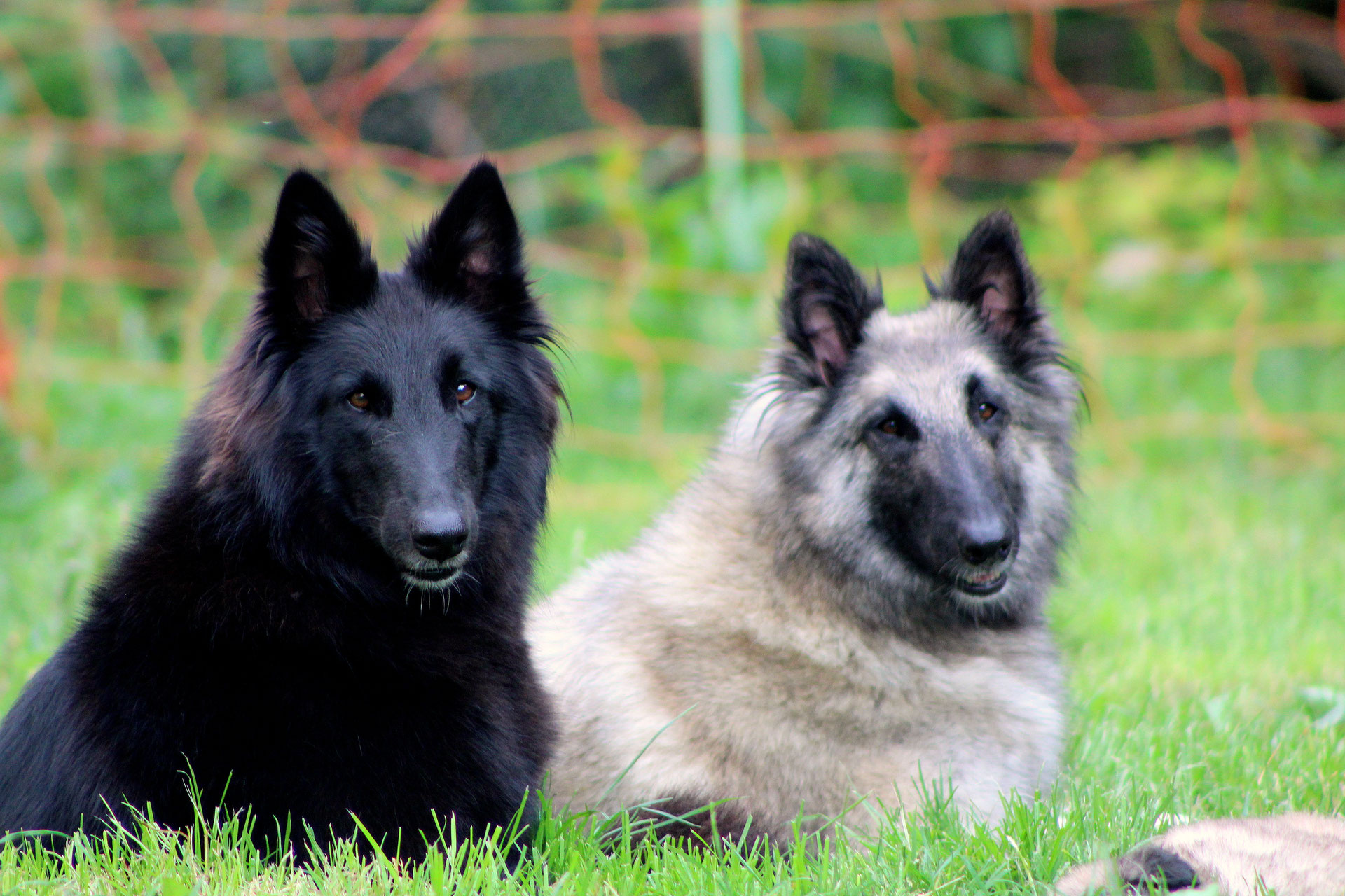 Berger Belge Groenendael Et Tervueren Elevage Lof De Chiens De Berger Belge Groenendael Tervueren Shetland Et Pur Sangs Arabes Sur Toulouse