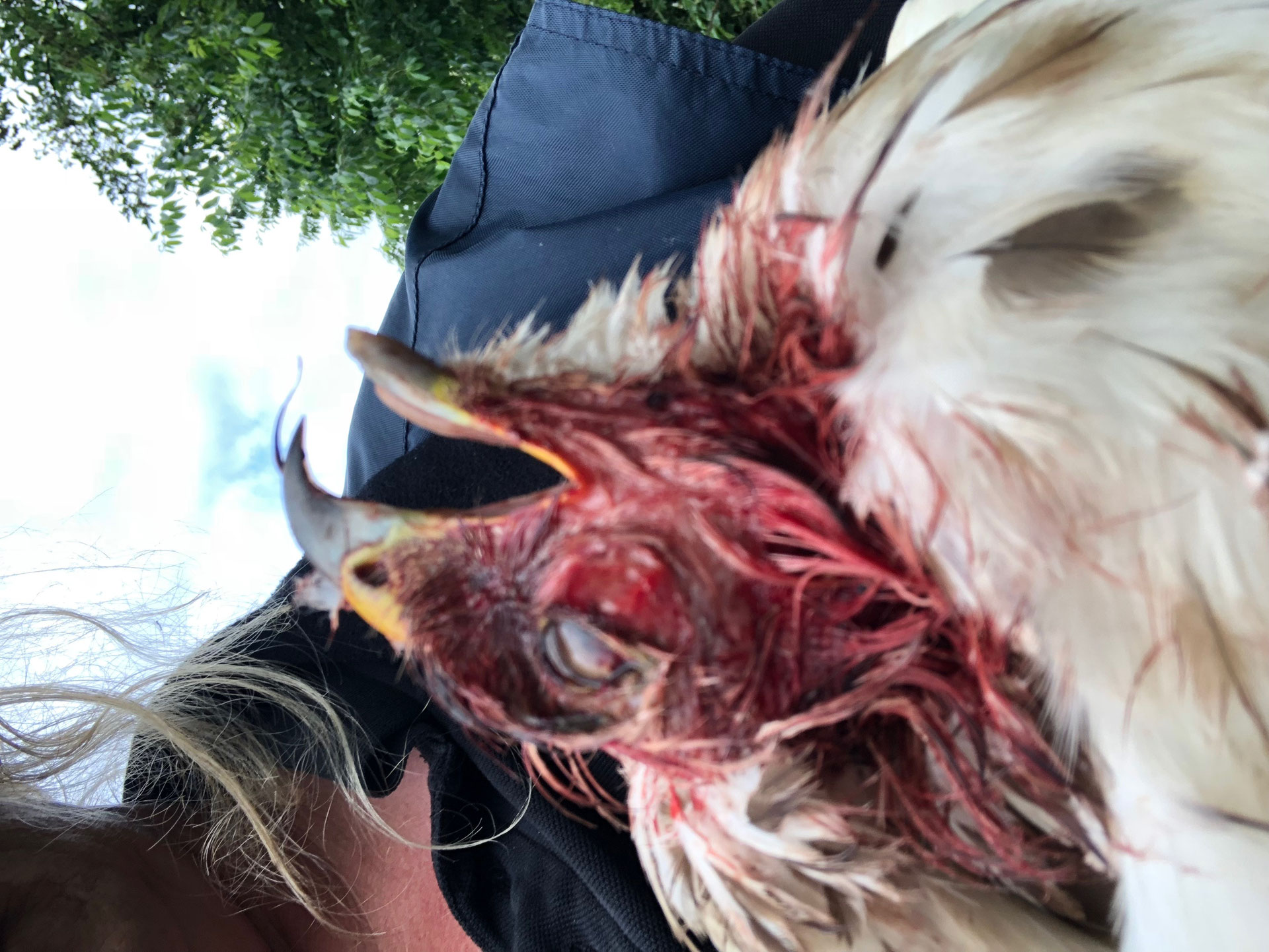 Debbie's Dog Grooming