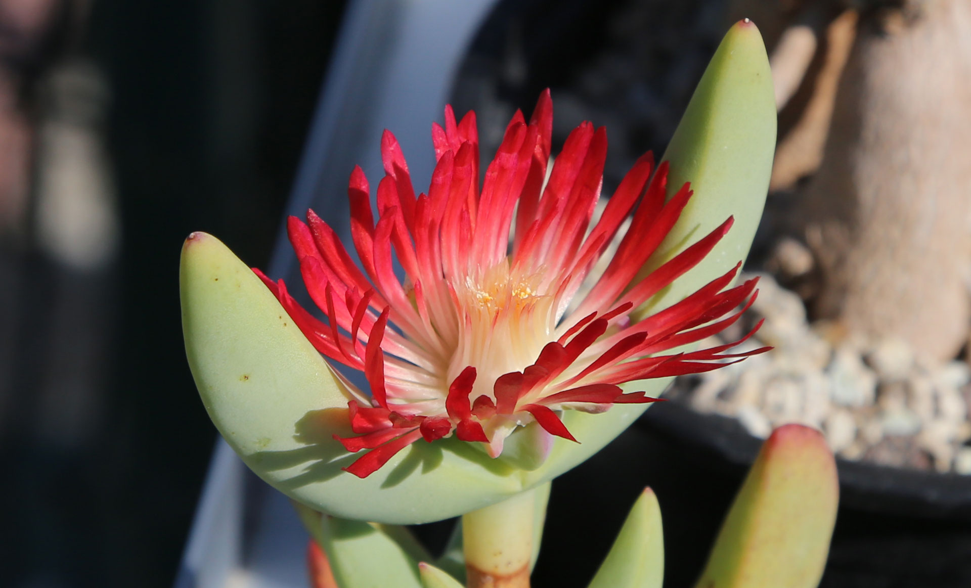 Astridia Urlaub und Garten