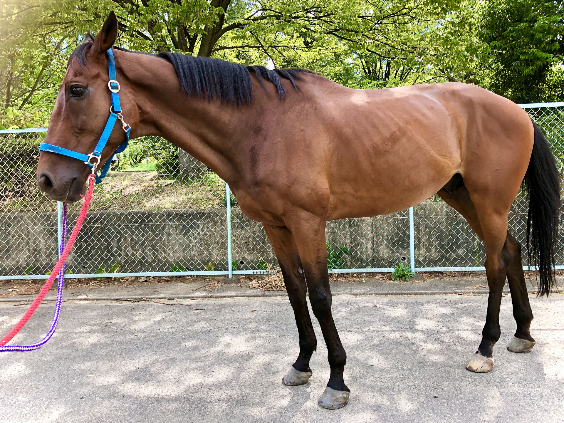 ハンス 安心の乗馬体験 大阪市の乗馬クラブ