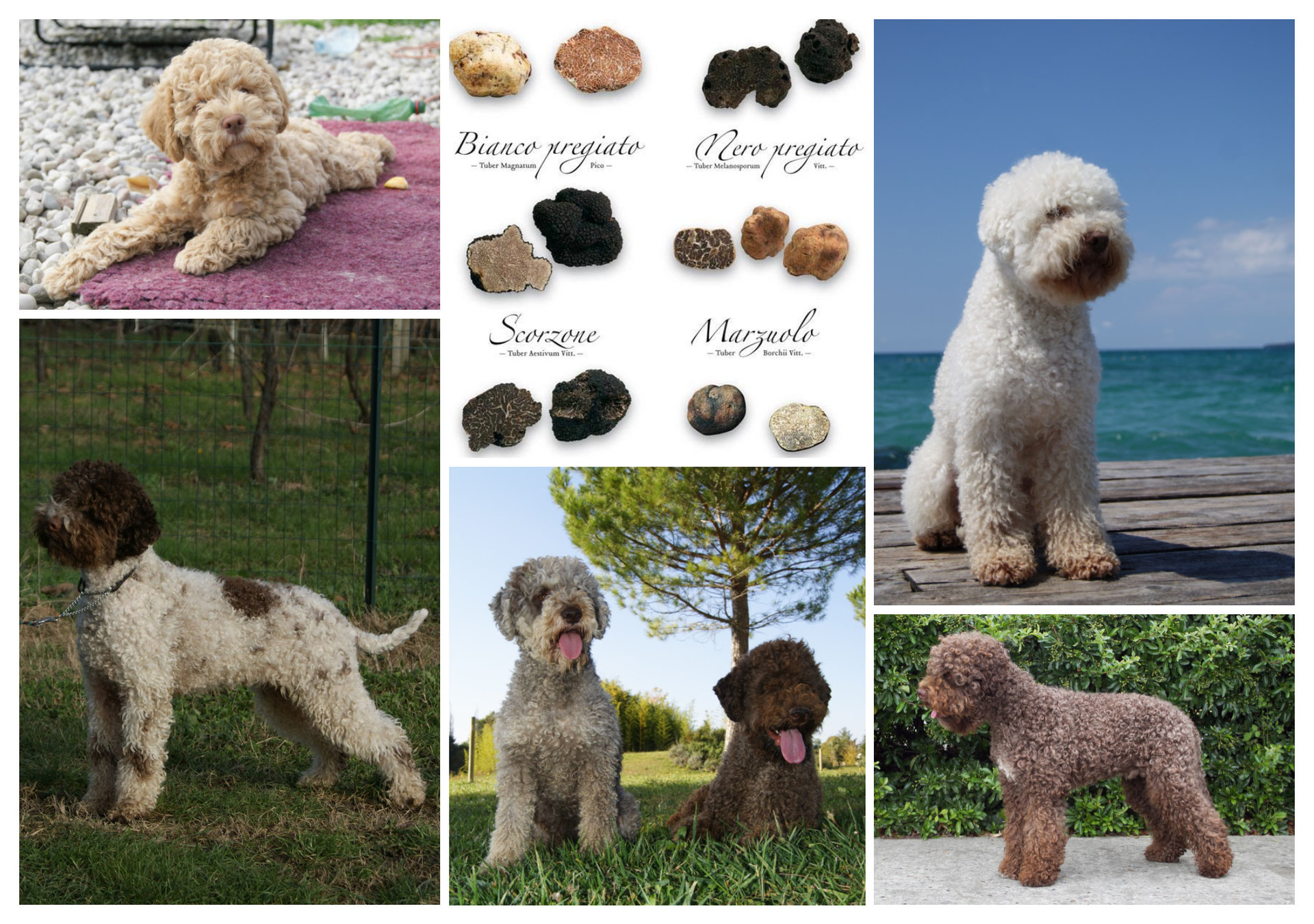 Home2 Curly Coats Lagotto Romagnolo Zuchter Des Italienischen Wasserhundes