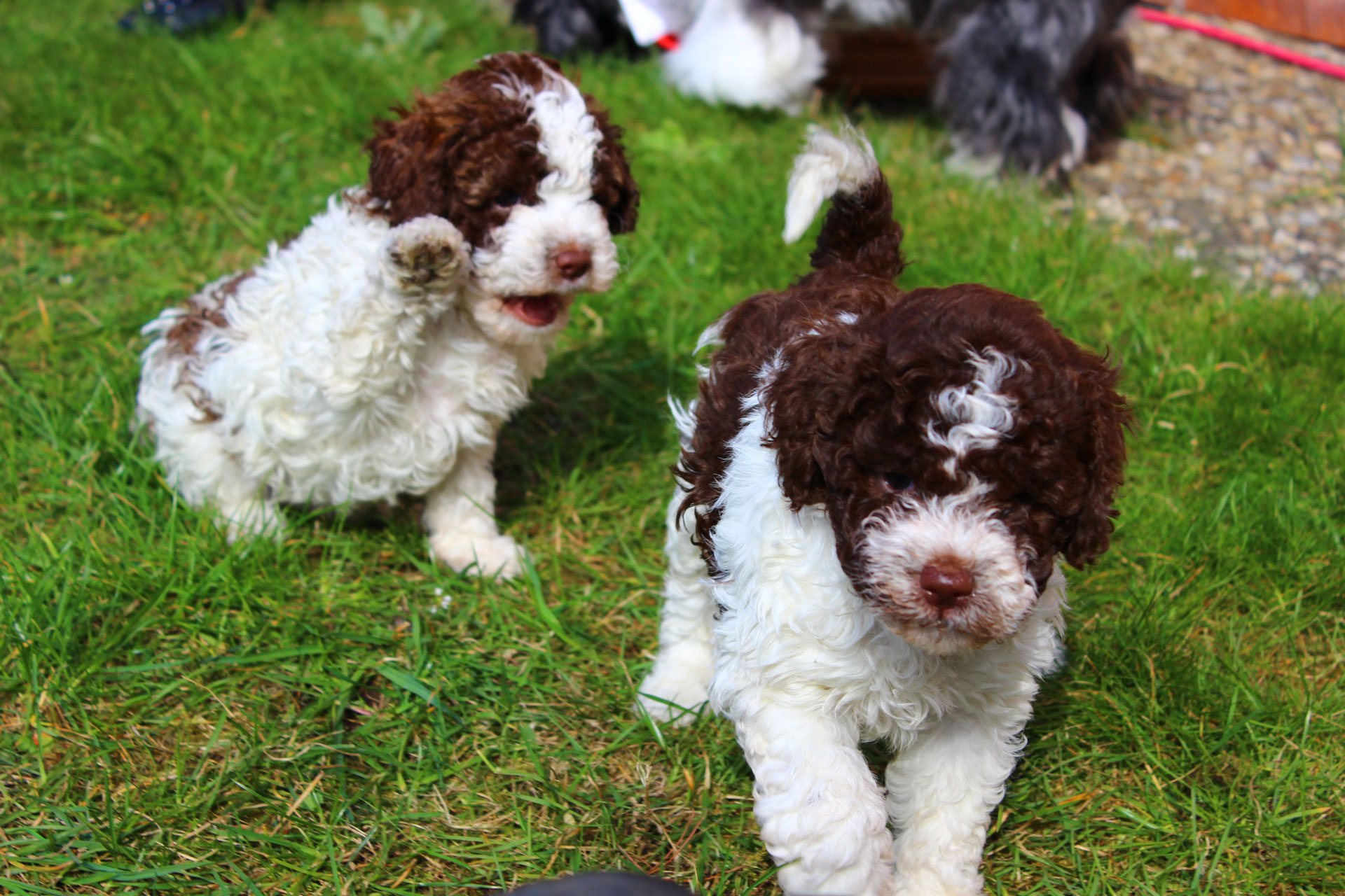 Buy lagotto romagnolo puppies store