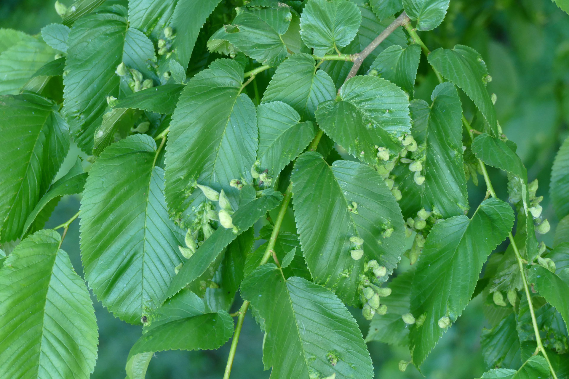 03 Flatter-Ulme - Der Murgtalguide im Nordschwarzwald