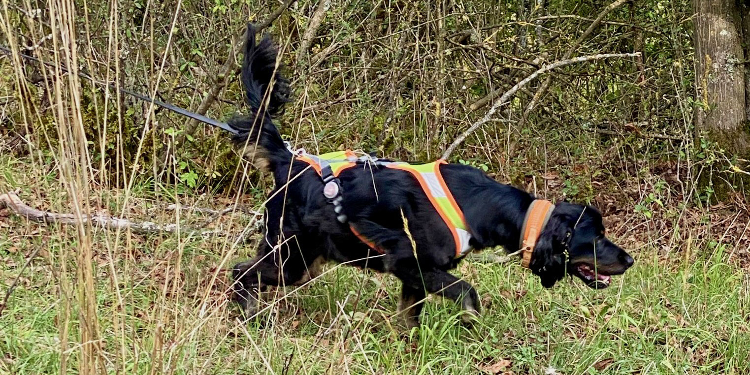 Basisseminar für alle Hundefreunde Mantrailing Würzburg e.V.