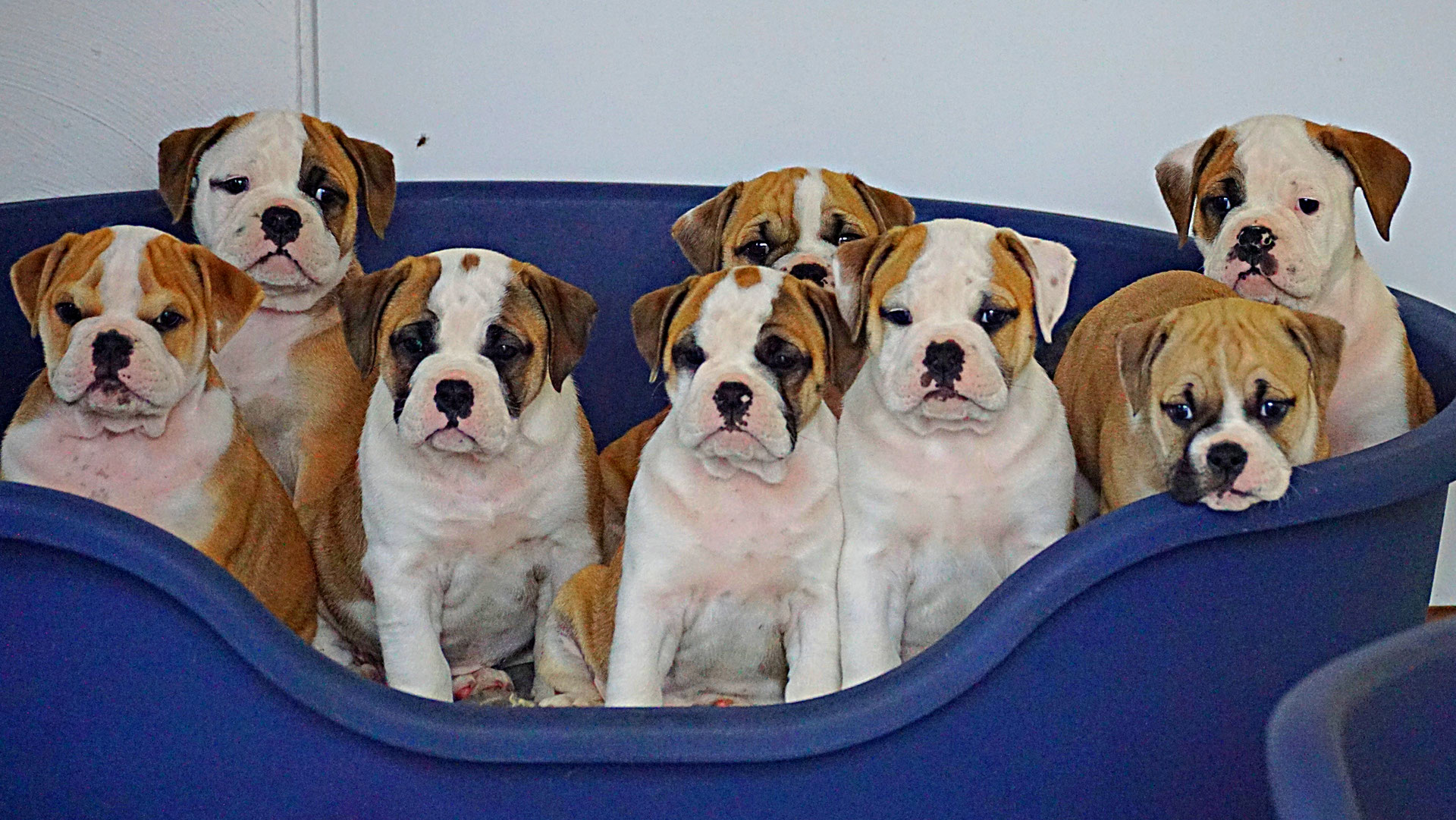 Unser BWurf 2017 Continental Bulldog Ranch Benjor Amber Pearl´s