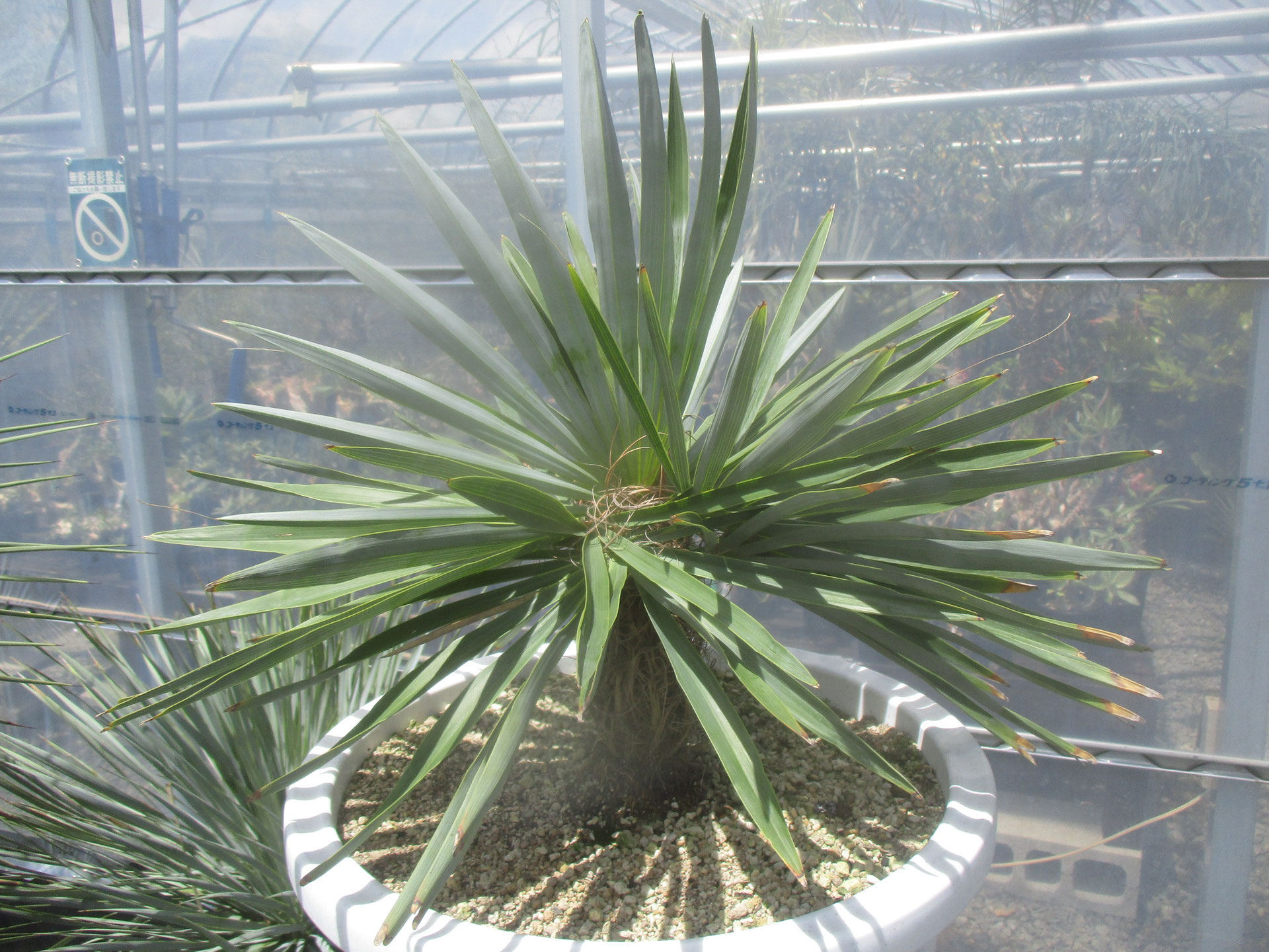 希少植物 玉クバ トックリビロウ Palms(ヤシ・熱帯植物