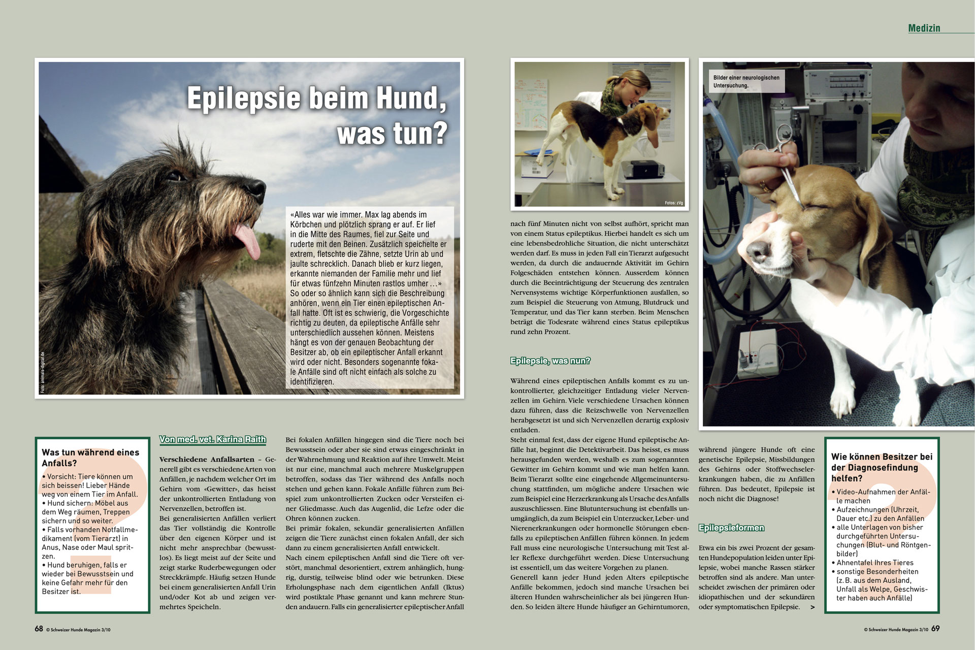 Epilepsie Beim Hund Wauwino Ch Maintrailing