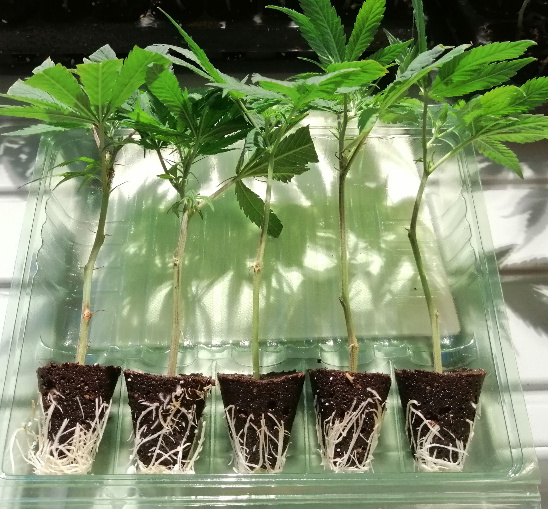 Shop Stecklinge kaufen Homebox Anthina CBD