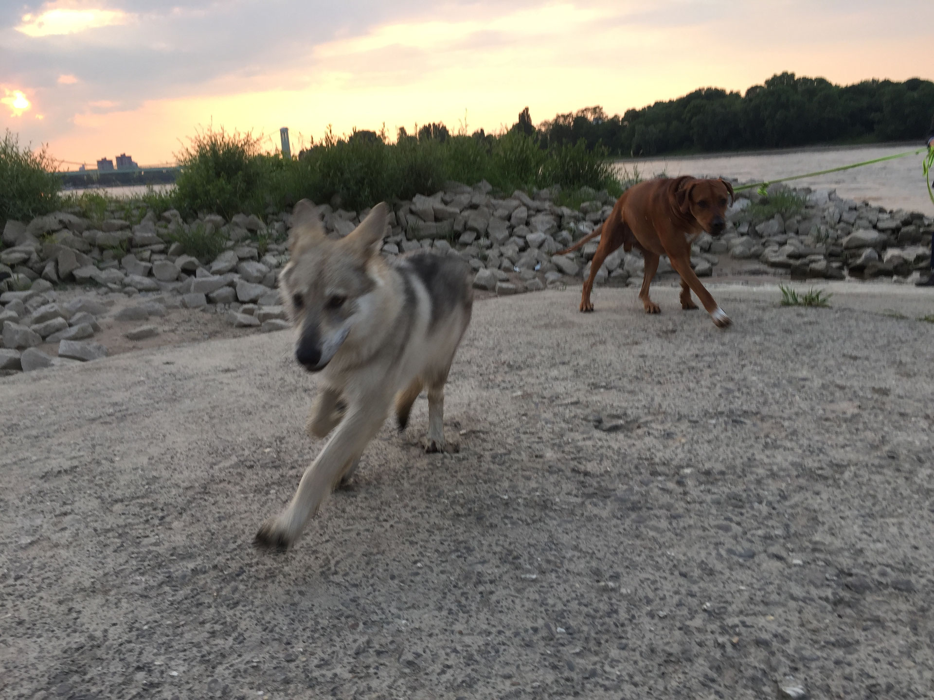 Die zwei Hunde in uns Jamila VidasInterkulturelles Coaching für