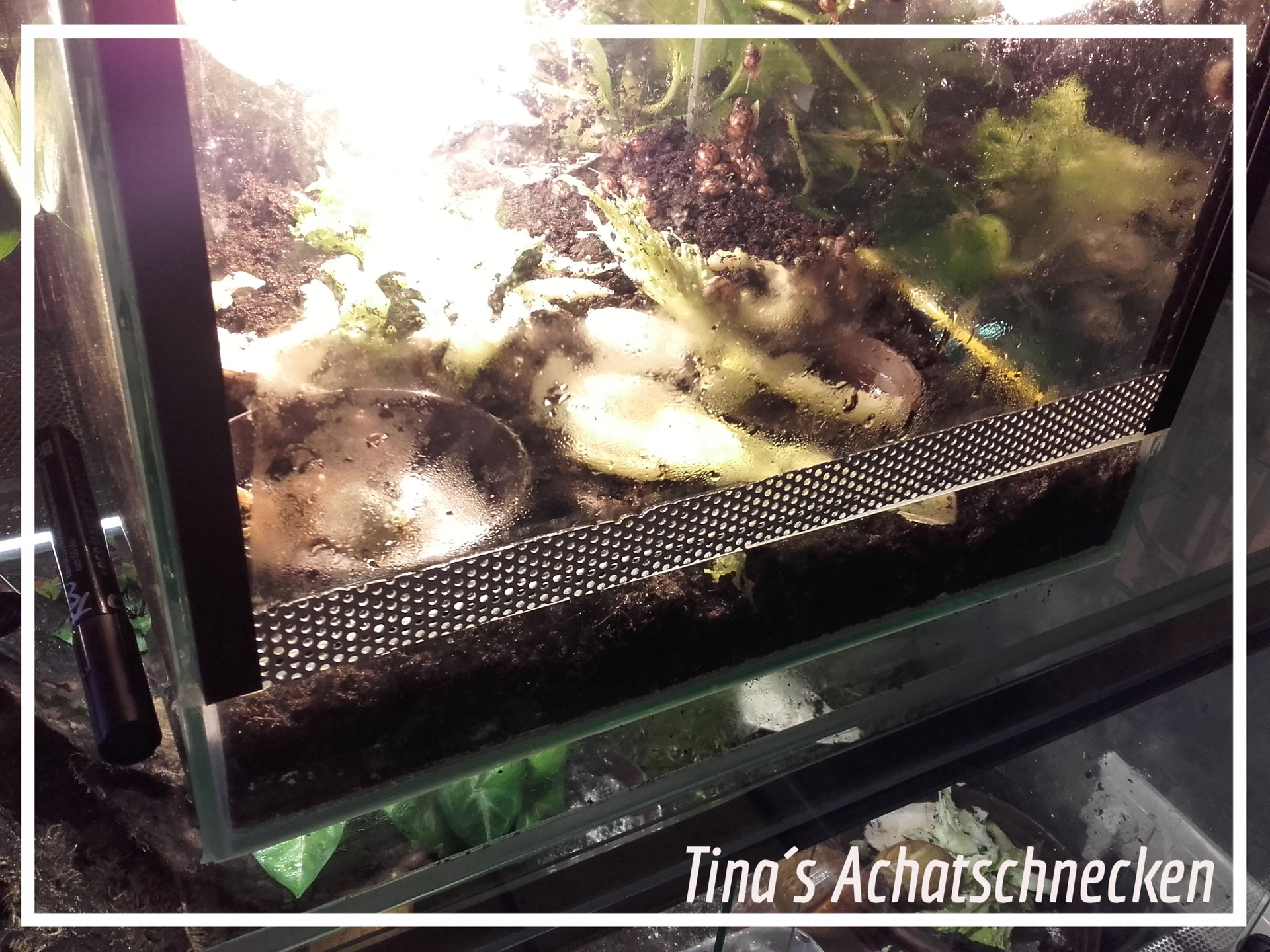 Das Terrarium - tinas-achatschneckens Webseite!
