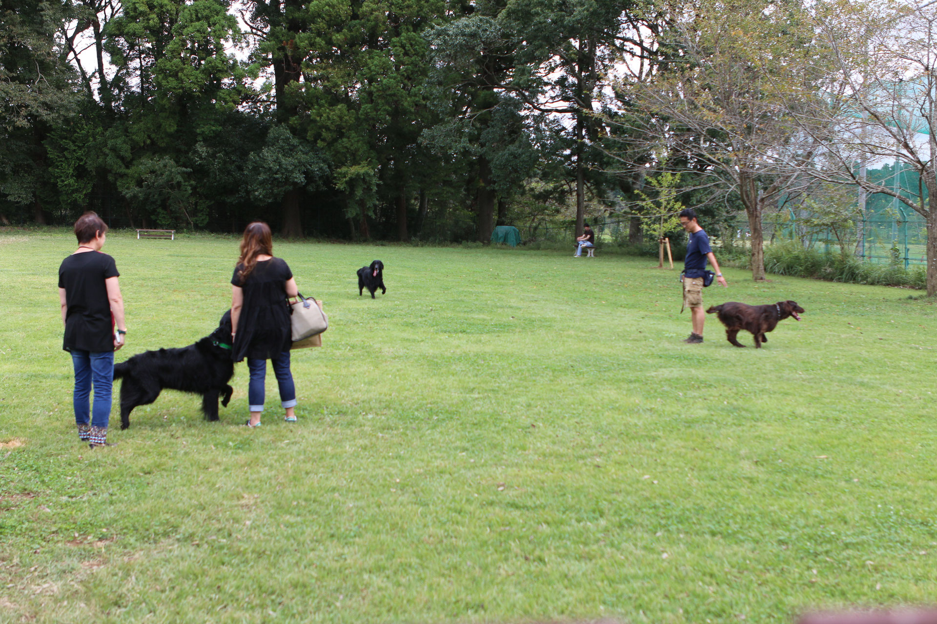 ドッグラン Doggy Park Bell Houseドギーパークベルハウス ドッグラン Doggy Park Bell Houseドギーパークベルハウス