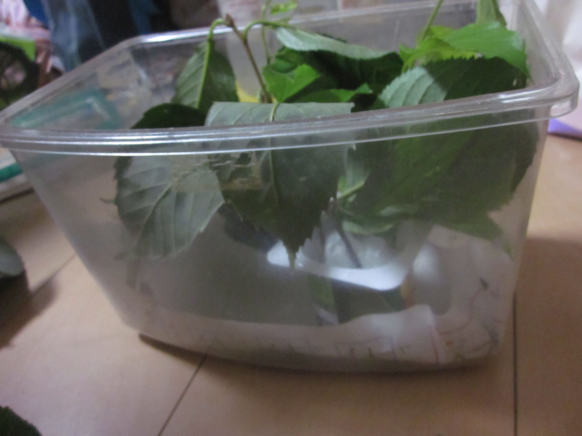 ナナフシの飼い方 昆虫の捕まえ方 育て方 図鑑 ナナフシの飼い方 昆虫の捕まえ方 育て方 図鑑