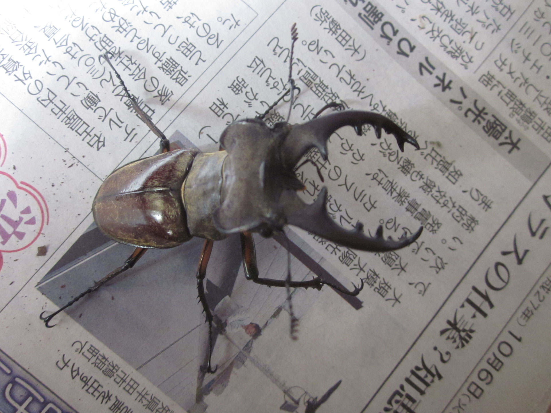 能勢産オオクワガタ ♂88.7 ♀56.2 標本用 オスメスペア 能勢産オオクワガタ ♂88.7 ♀56.2 標本用 オスメスペア 能勢産