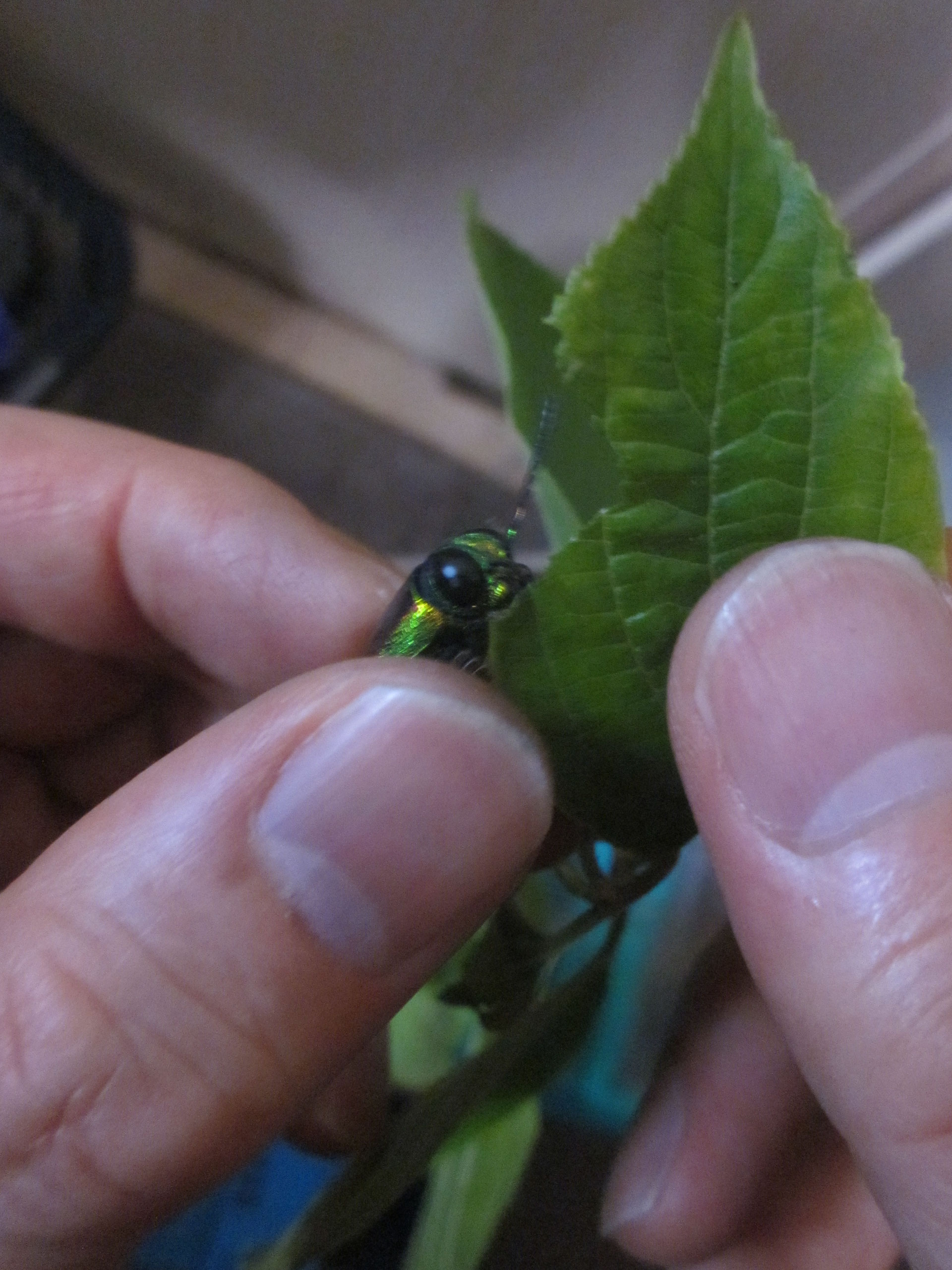 アオマダラタマムシの飼い方 昆虫の捕まえ方 育て方 図鑑 アオマダラタマムシの飼い方 昆虫の捕まえ方 育て方 図鑑