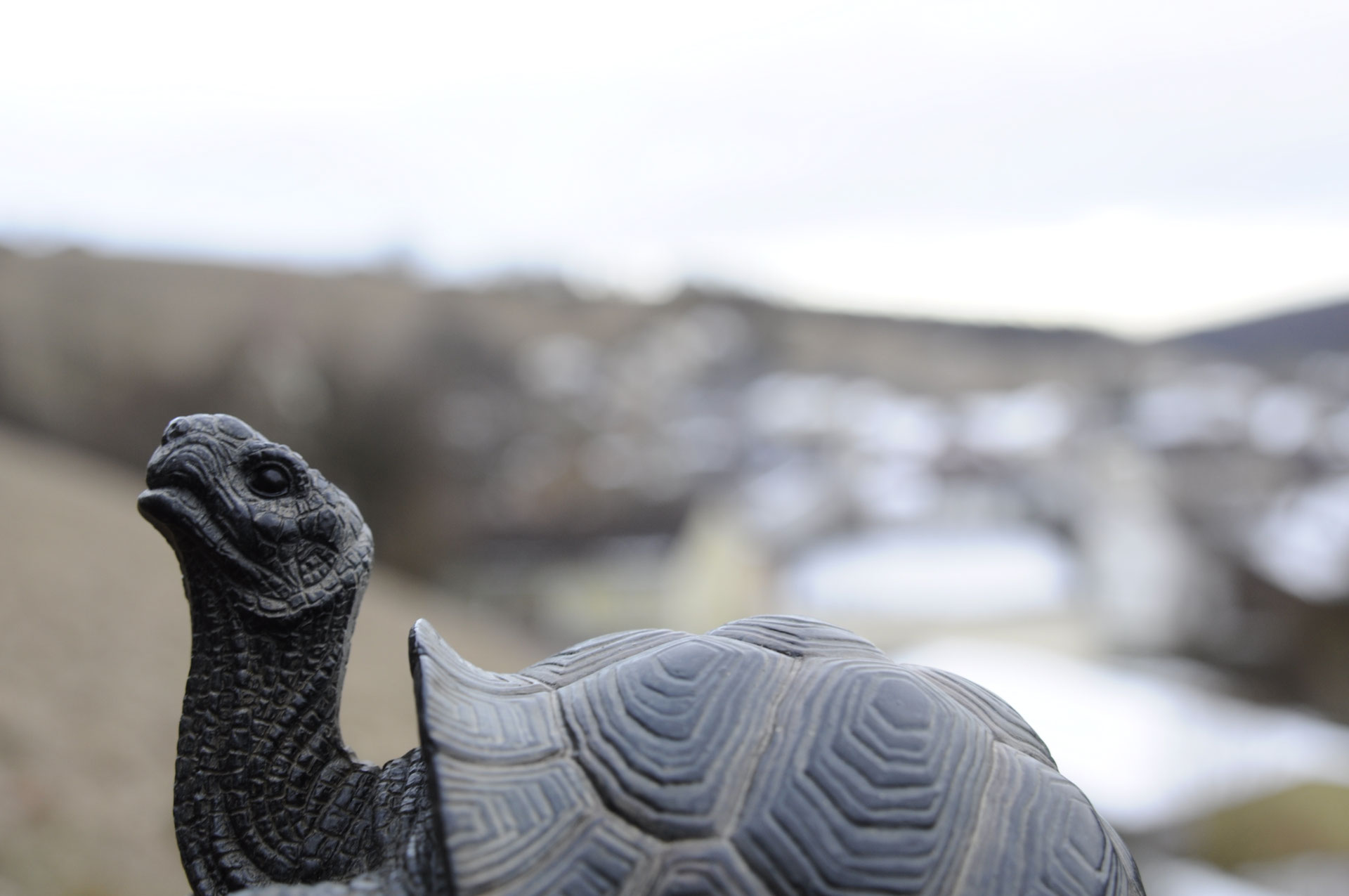 über mich / about me Eine Schildkröte geht auf Reisen