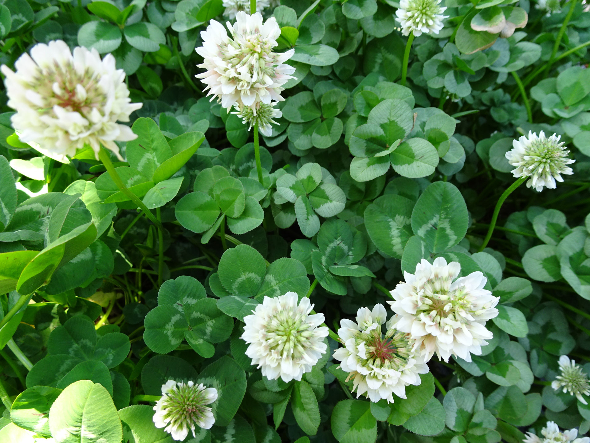 訃報 ホームページ