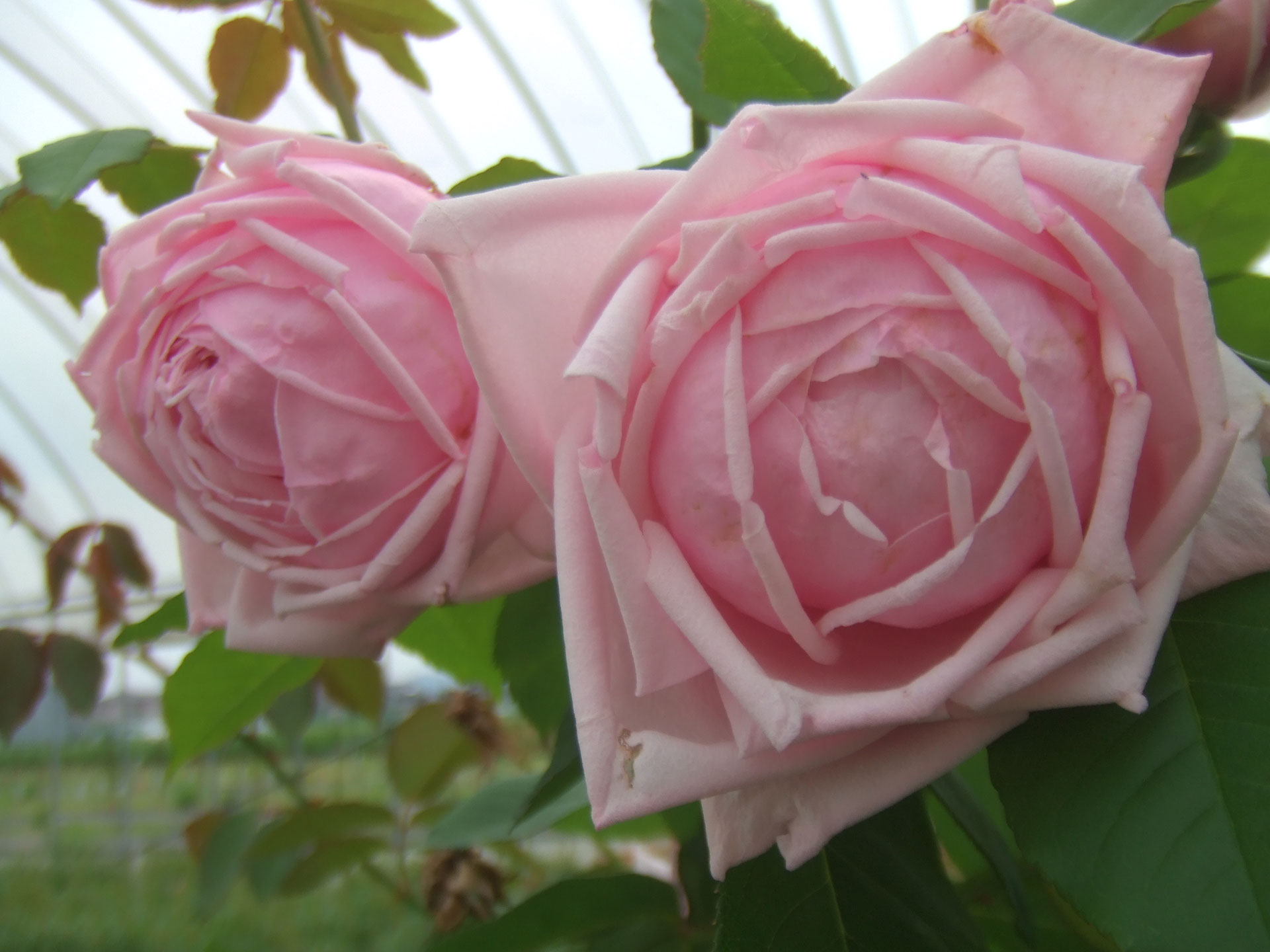 「Phạm Trinh」 切り花品種バラ苗　 レアバラ Phạm Trinh様専用」 切り花品種バラ苗 レアバラ バラ苗 苗木 四季咲中